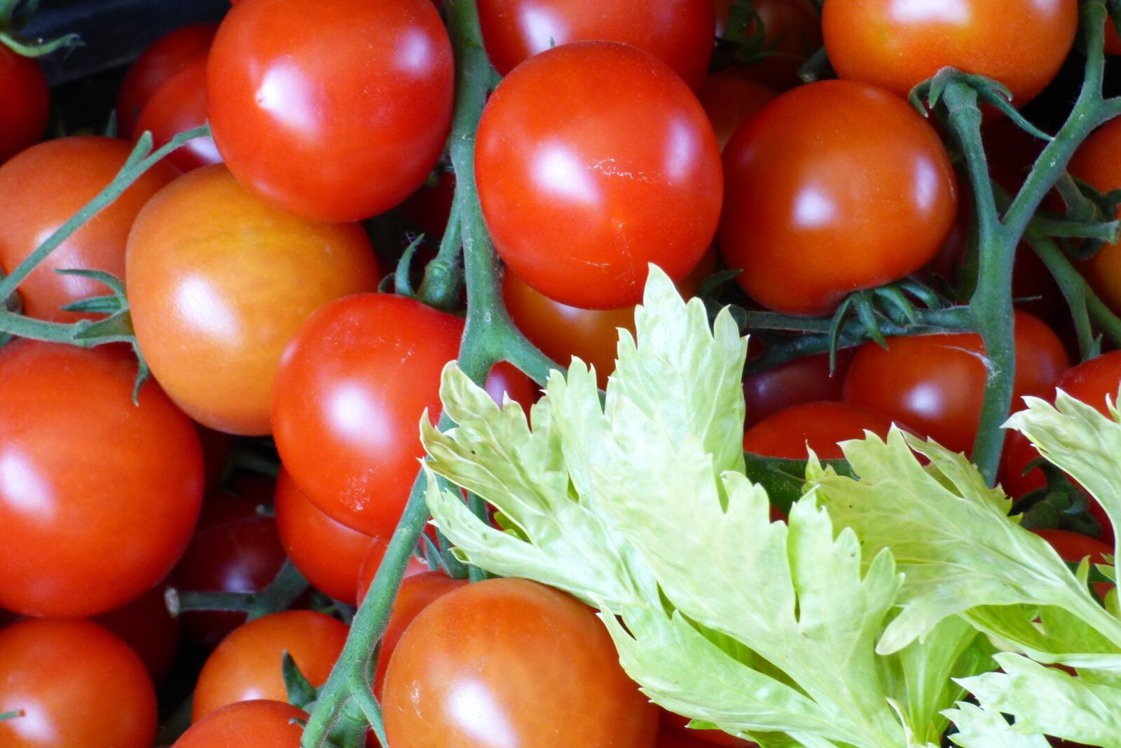 Panasonic DMC-FZ72 sample photo. Tomatoes, food, healthy photography