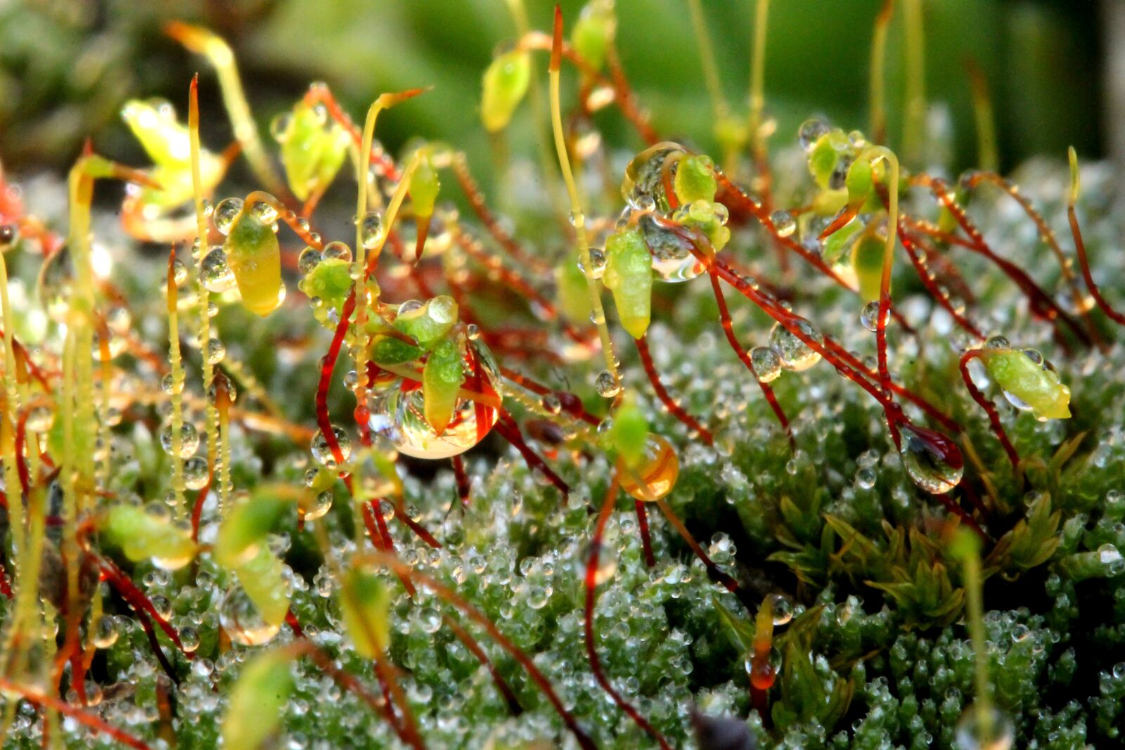 Canon EF-S 60mm F2.8 Macro USM sample photo. Moss, just add water photography