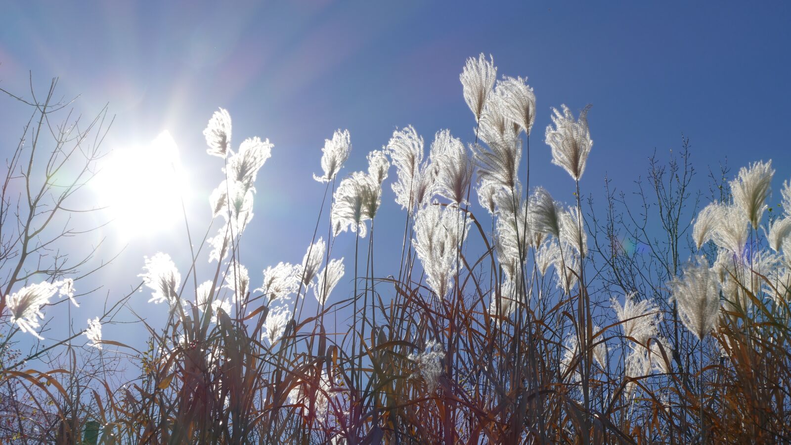 Panasonic Lumix DMC-FZ1000 sample photo. Nature, season, field photography