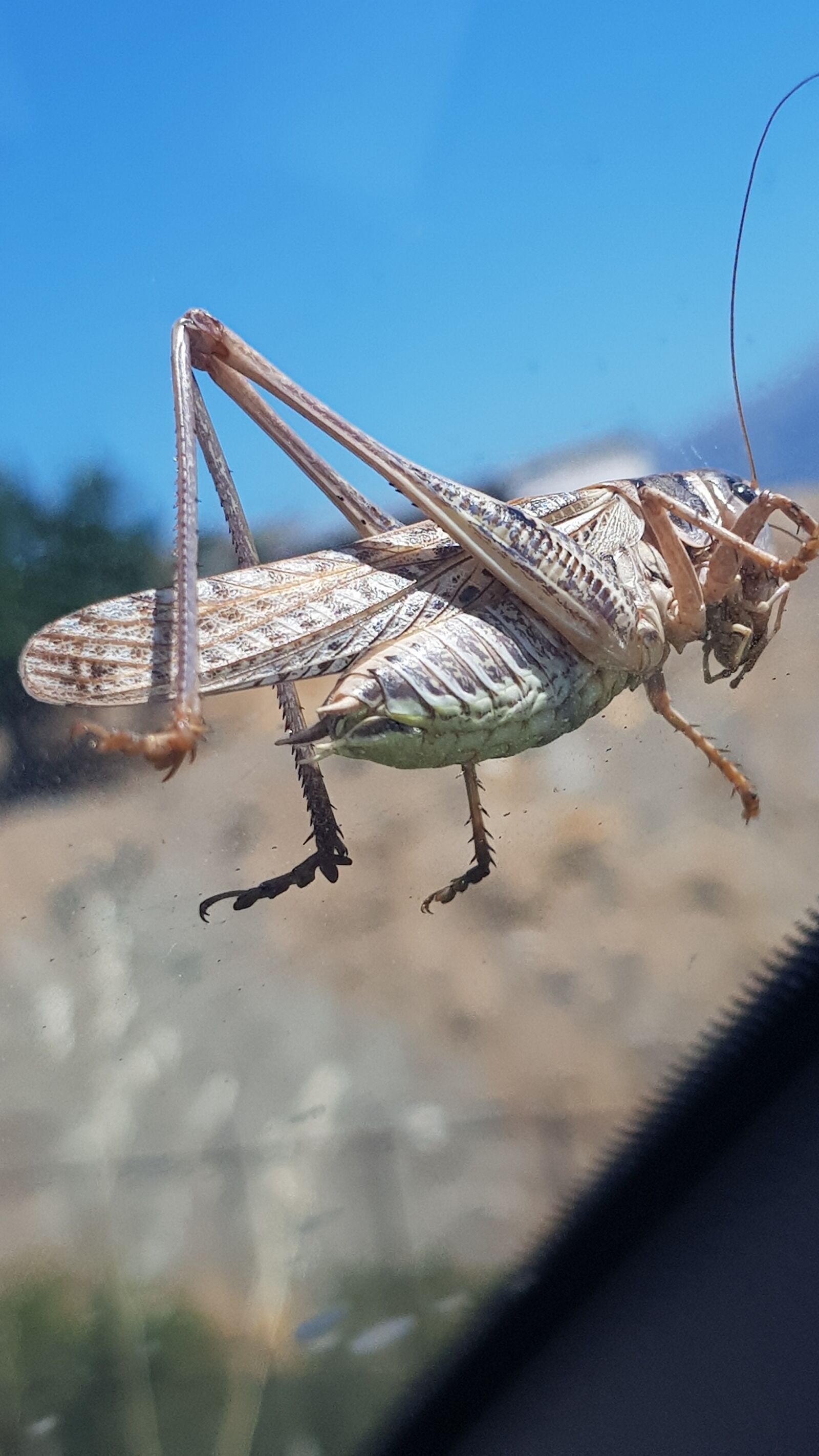 Samsung Galaxy S8 sample photo. Grasshopper, crete, greece photography