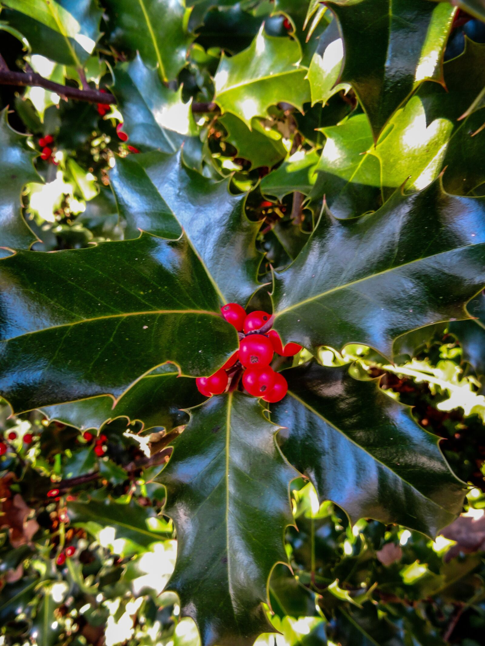 Sony Cyber-shot DSC-HX50V sample photo. Holly, plant, berries photography