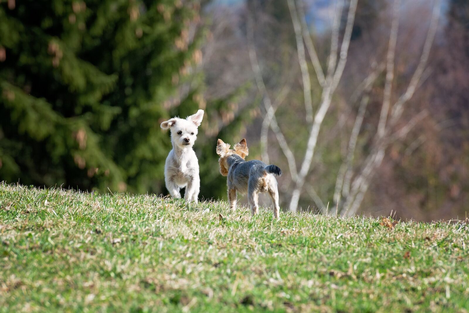 Nikon D7100 sample photo. Dogs, out, meadow photography