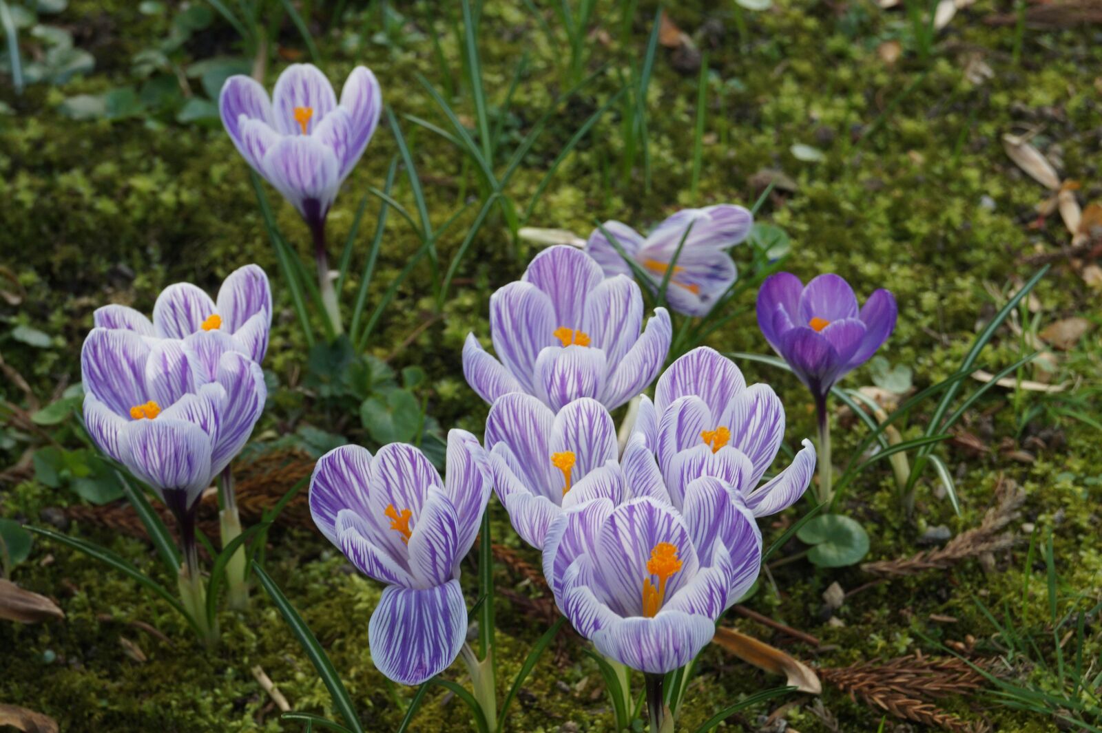 Sony DT 18-55mm F3.5-5.6 SAM II sample photo. Flowers, spring, plant photography