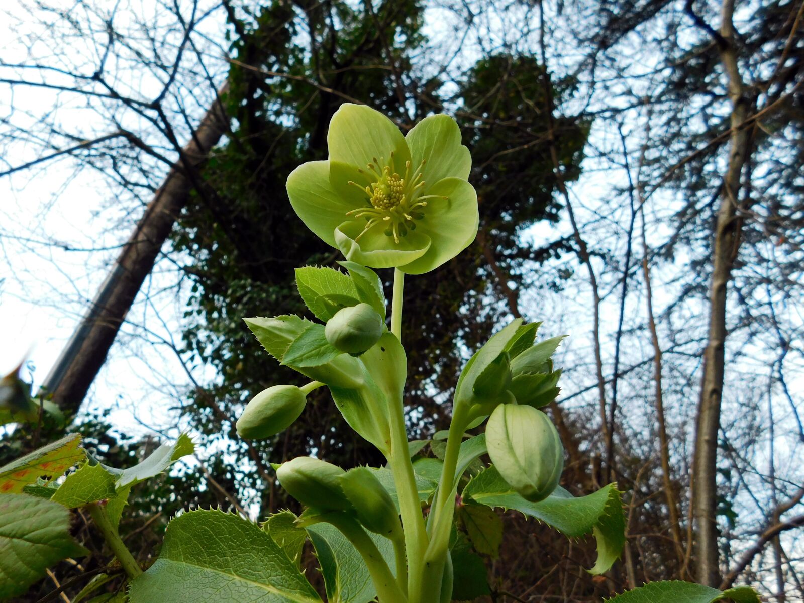 Nikon Coolpix B500 sample photo. Green flower, flower, green photography