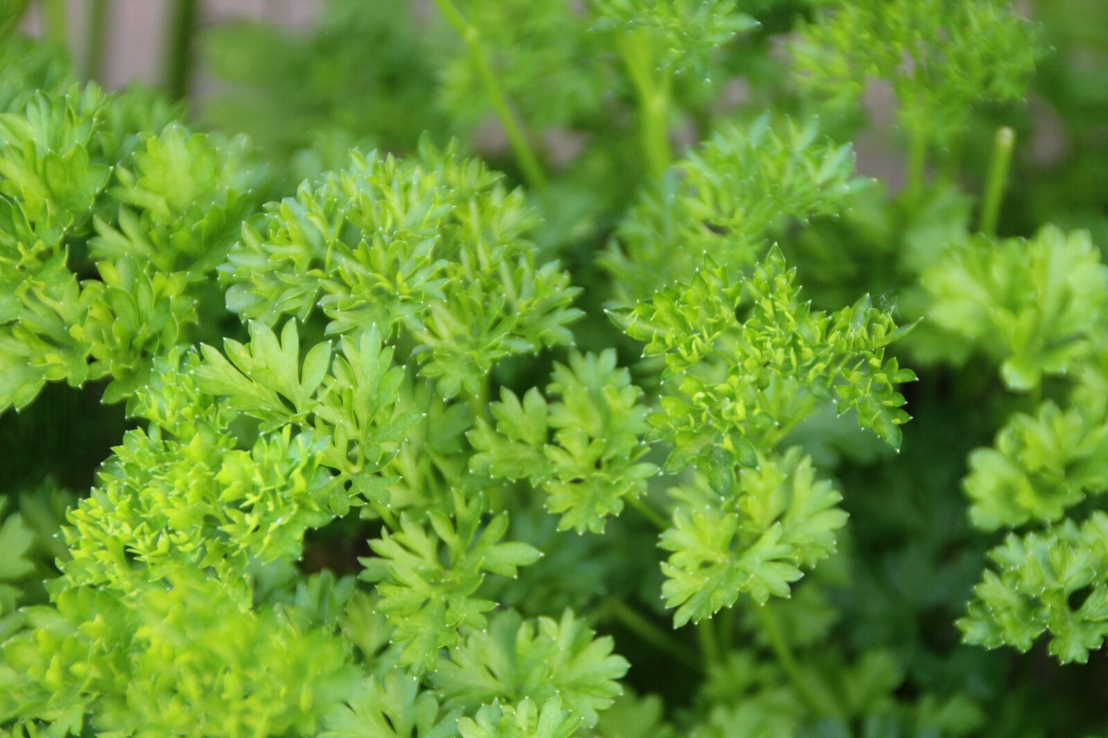Canon EOS 1200D (EOS Rebel T5 / EOS Kiss X70 / EOS Hi) sample photo. Parsley, herbs, plant photography