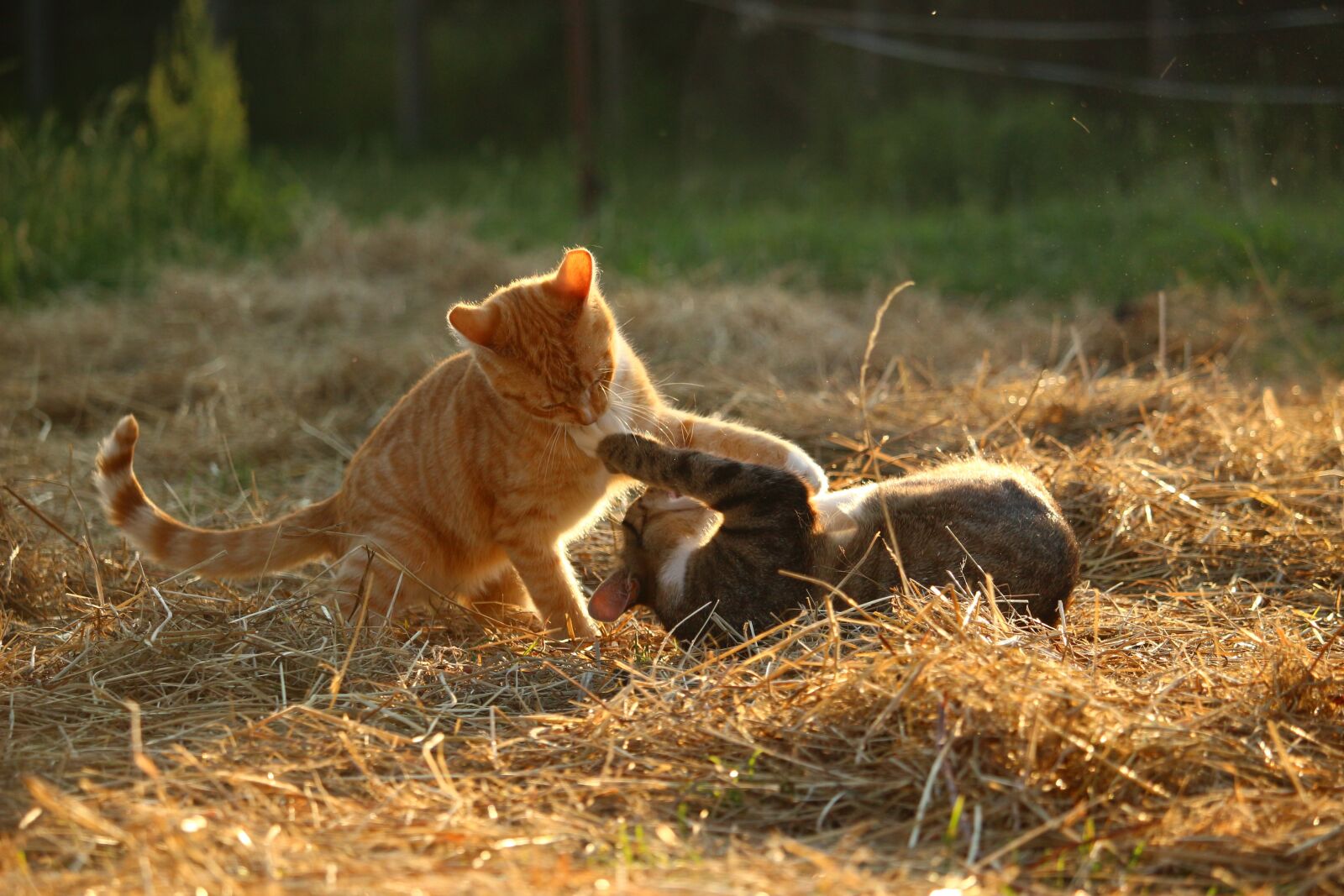Canon EOS 100D (EOS Rebel SL1 / EOS Kiss X7) sample photo. Cat, mieze, kitten photography