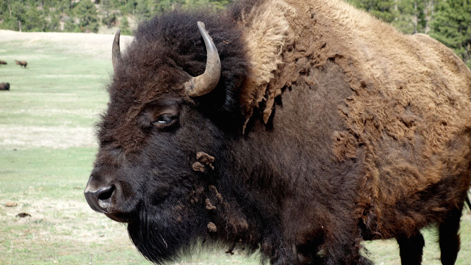 Sony Cyber-shot DSC-RX100 sample photo. Buffalo, bison, yellowstone photography