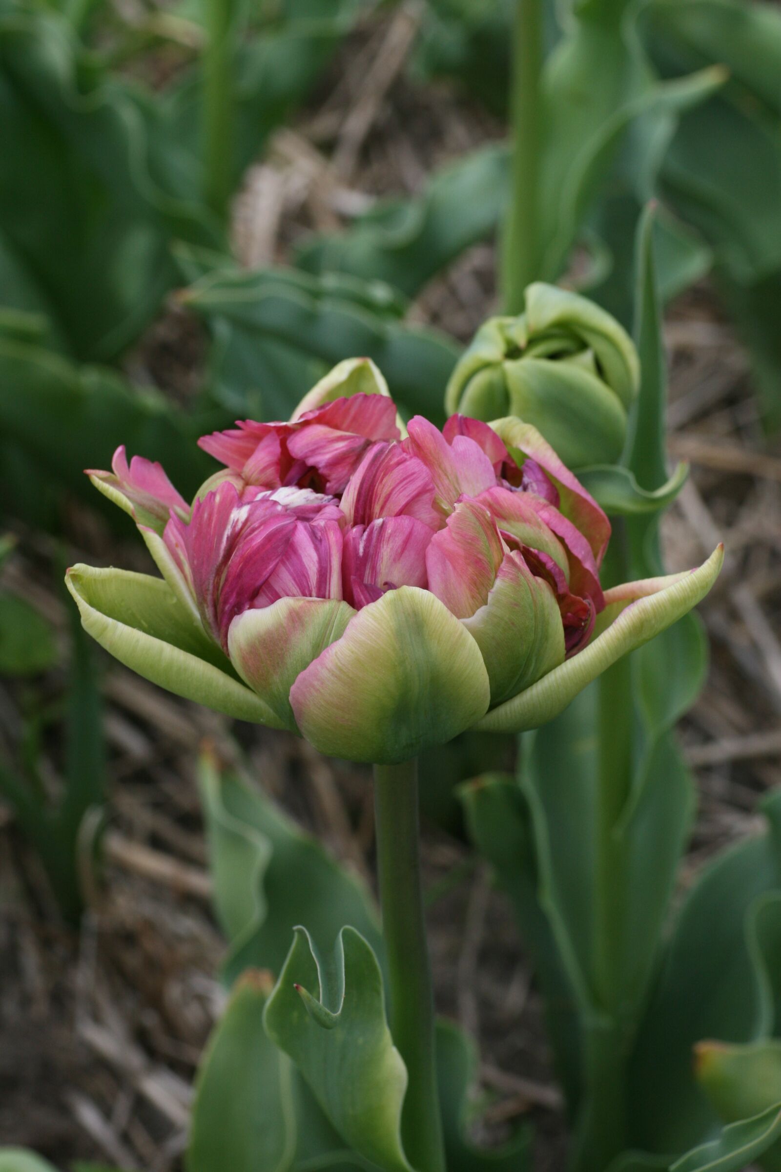 Canon EOS 400D (EOS Digital Rebel XTi / EOS Kiss Digital X) sample photo. Tulip, pink, green photography