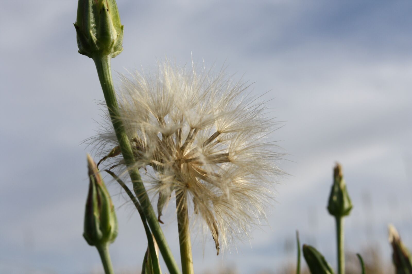 Canon EOS 1000D (EOS Digital Rebel XS / EOS Kiss F) sample photo. Dandelion, nature, plants photography
