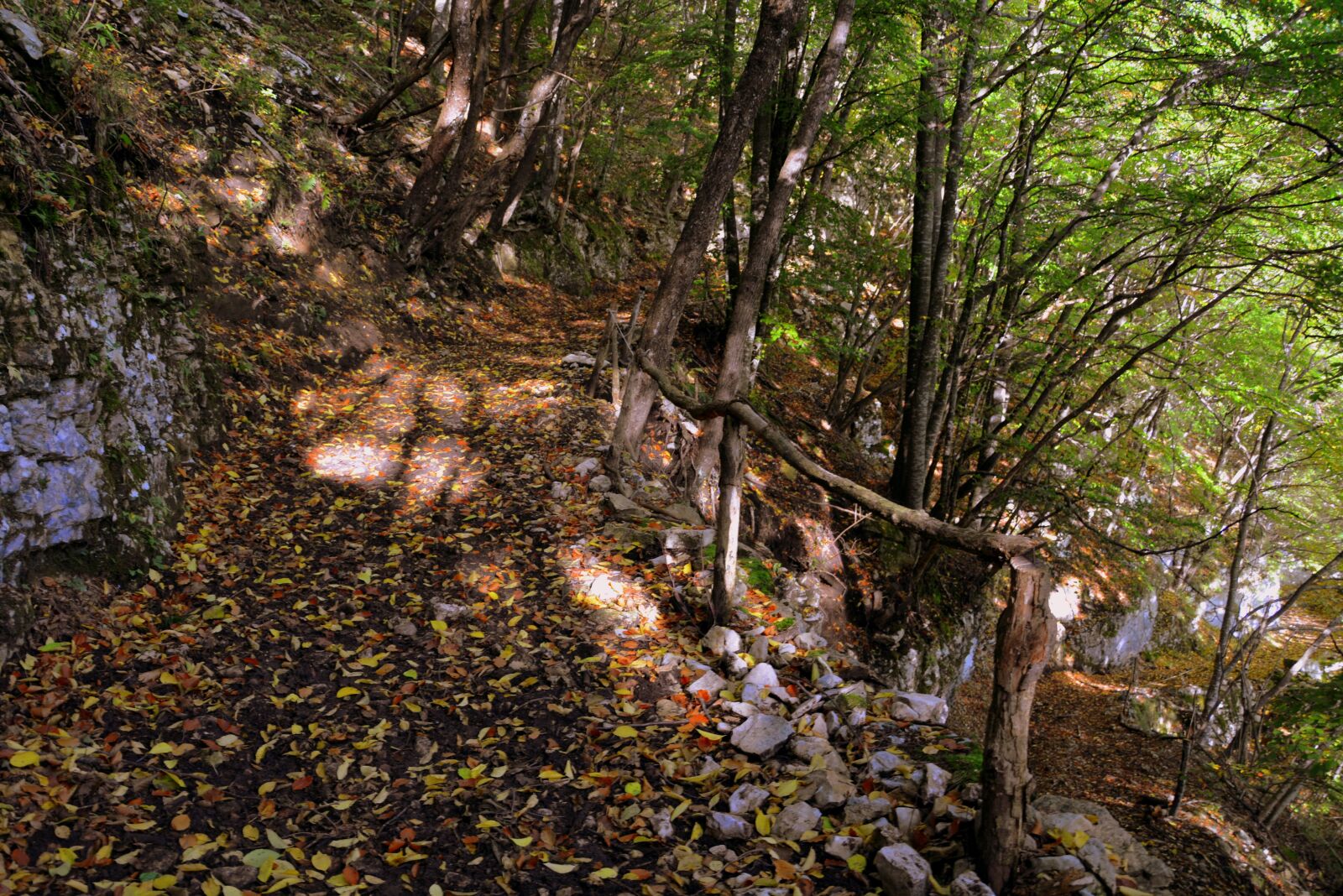 Nikon D7100 sample photo. Excursion, forest, autumn photography