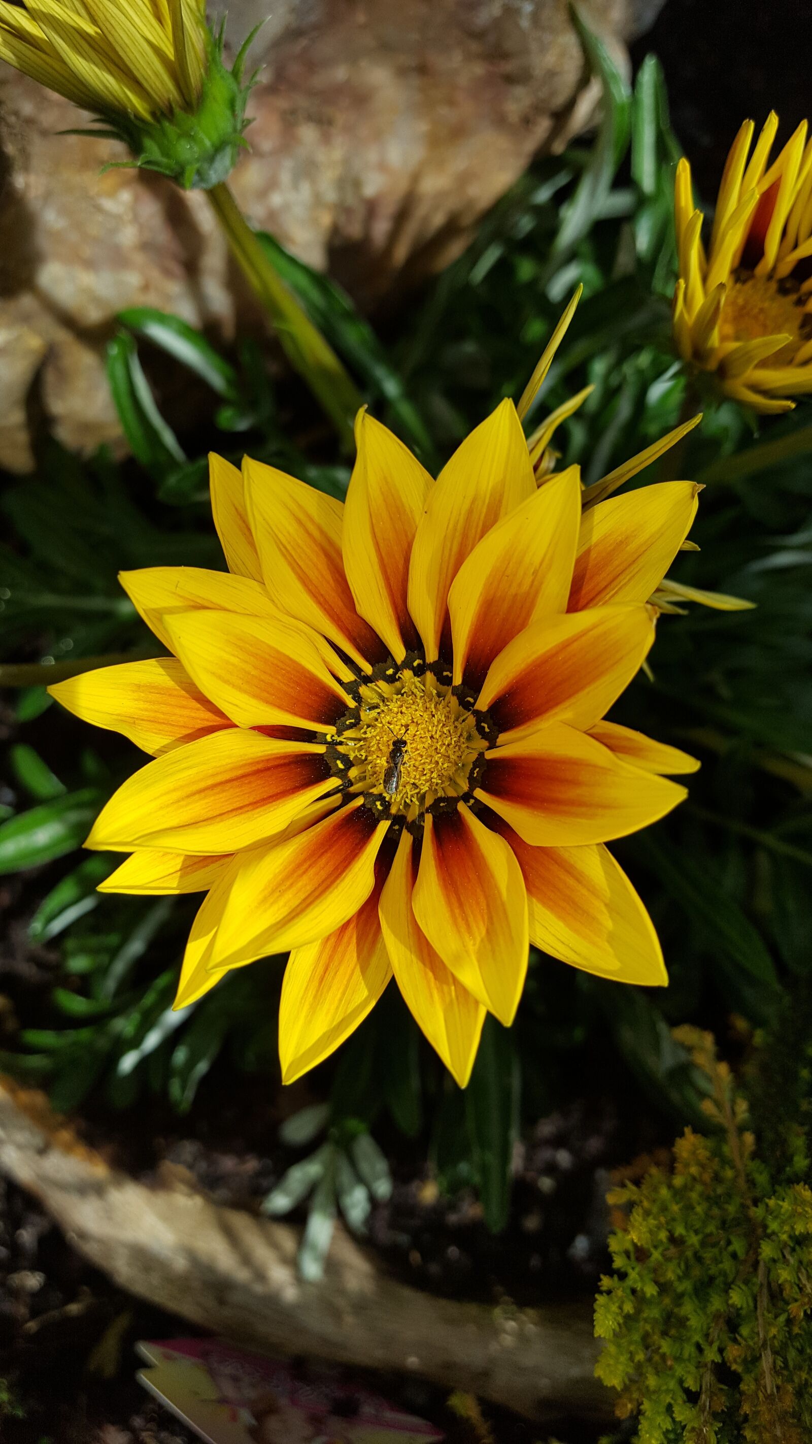 Samsung Galaxy S6 sample photo. Nature, flower, plant photography