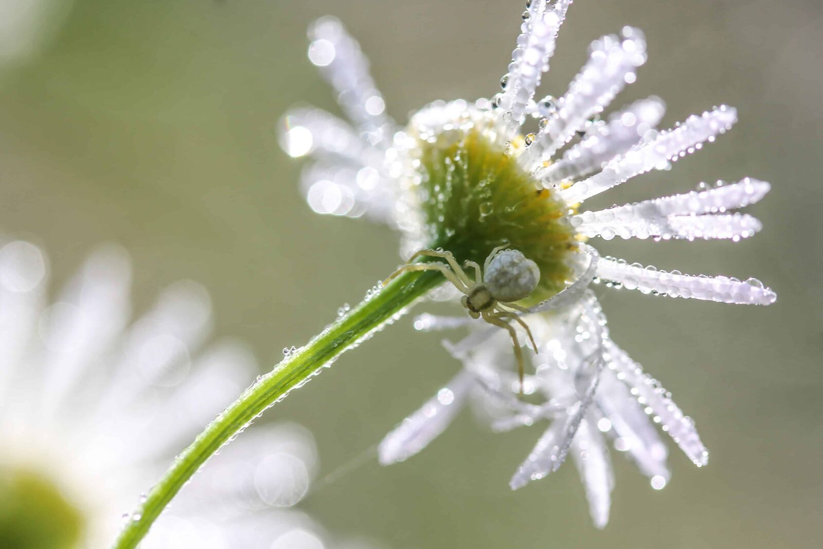 Canon EOS 1100D (EOS Rebel T3 / EOS Kiss X50) sample photo. Macro, detail, frost, flora photography