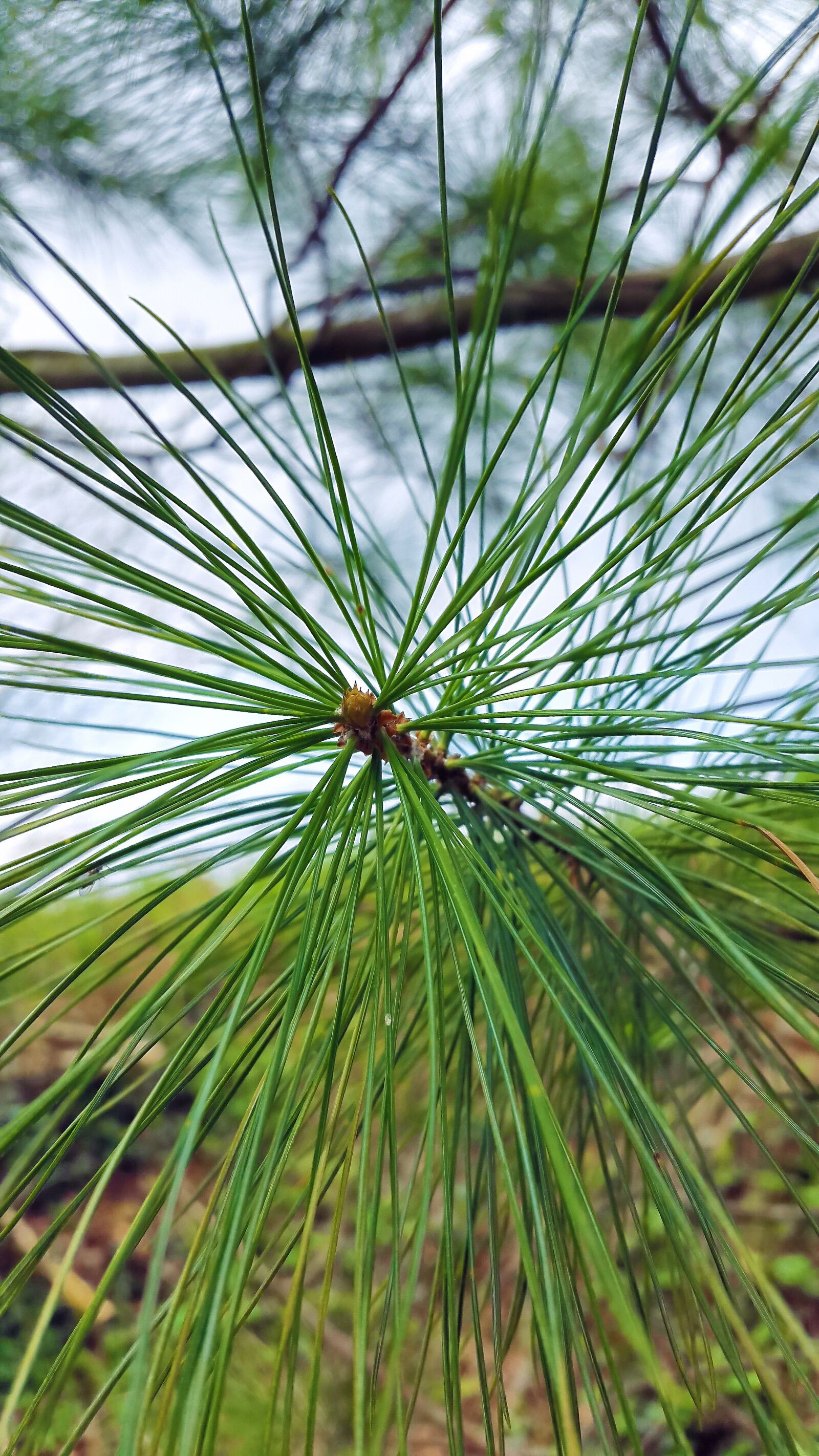 Samsung Galaxy Alpha sample photo. Conifer, needles, pine photography