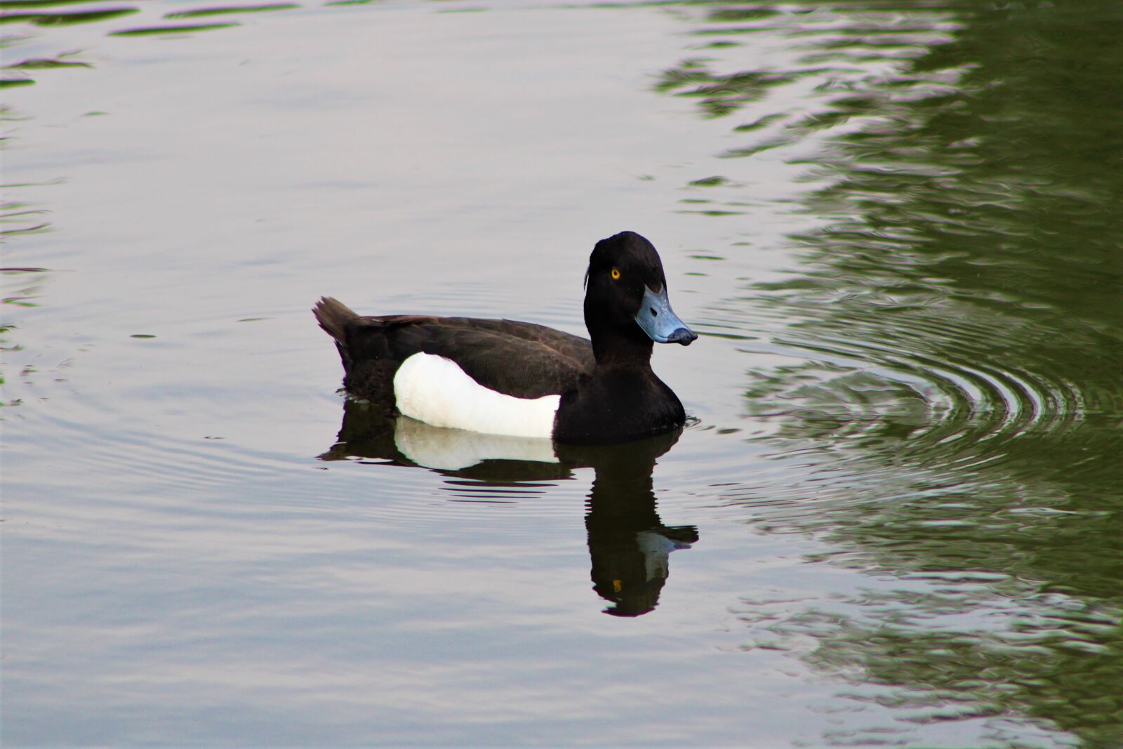 Canon EF75-300mm f/4-5.6 sample photo. Duck, bird, nature photography