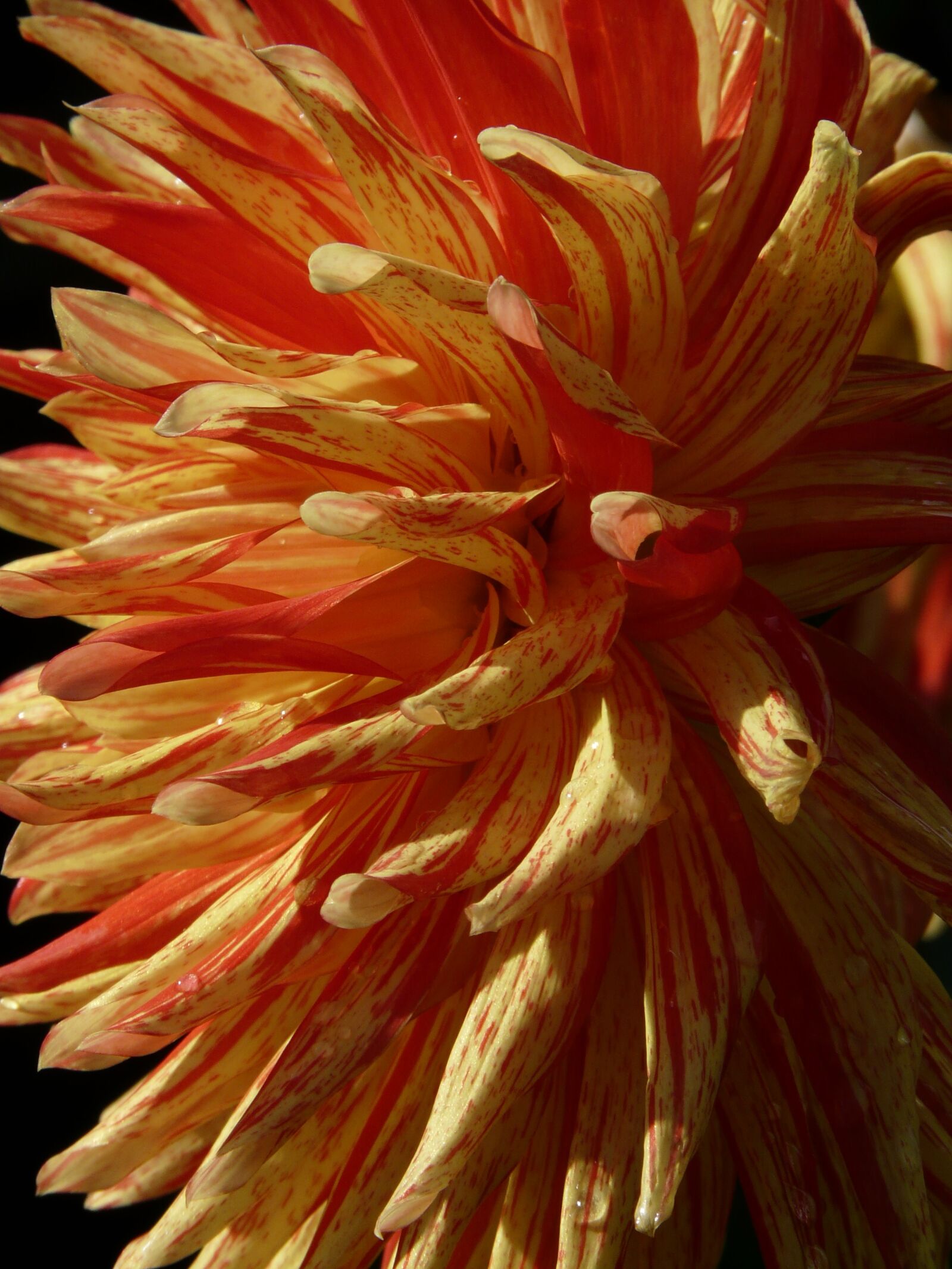 Panasonic DMC-FZ18 sample photo. Dahlia garden, dahlia, flower photography
