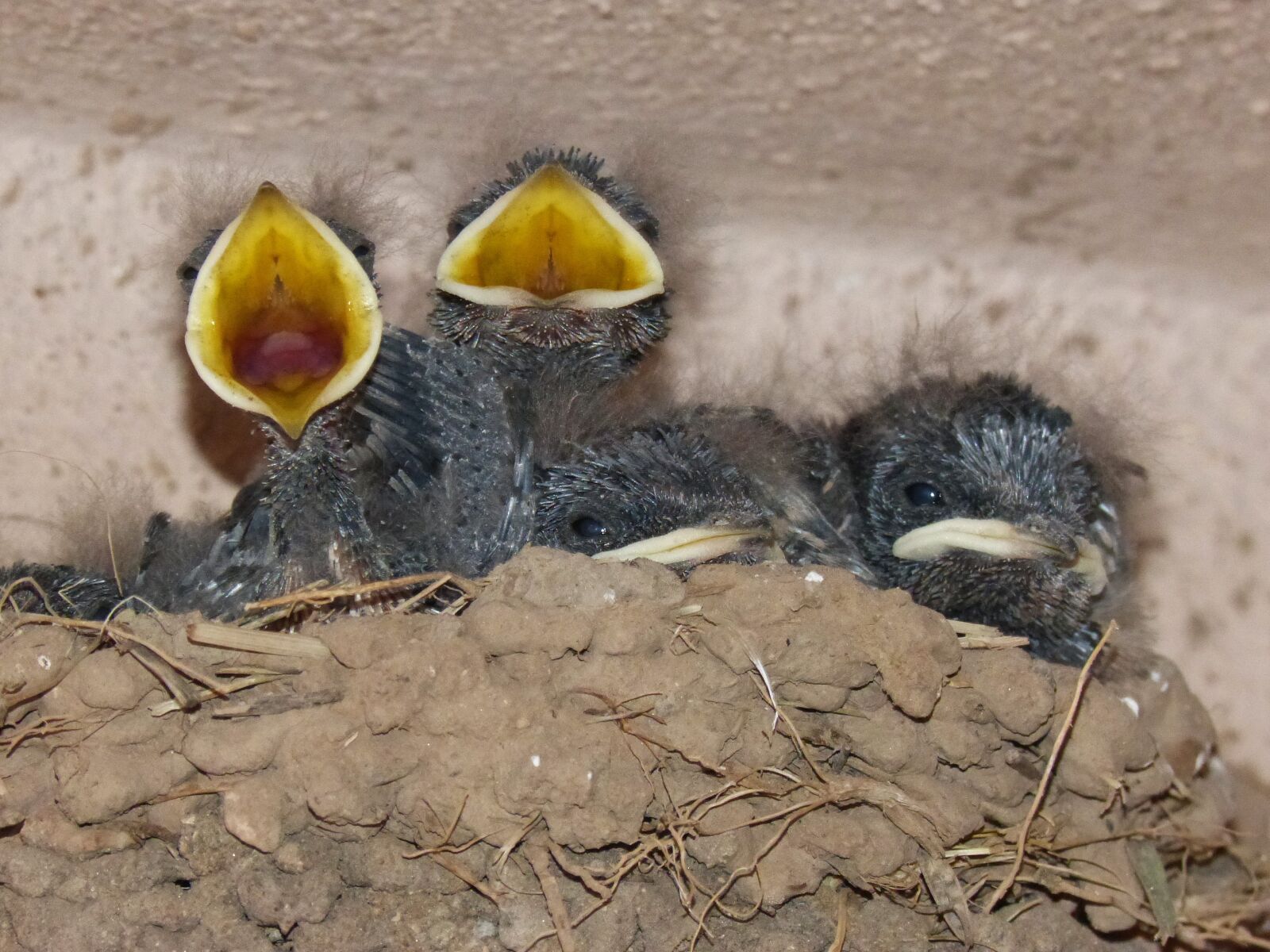 Panasonic DMC-FZ62 sample photo. Birds, chicks, nest photography