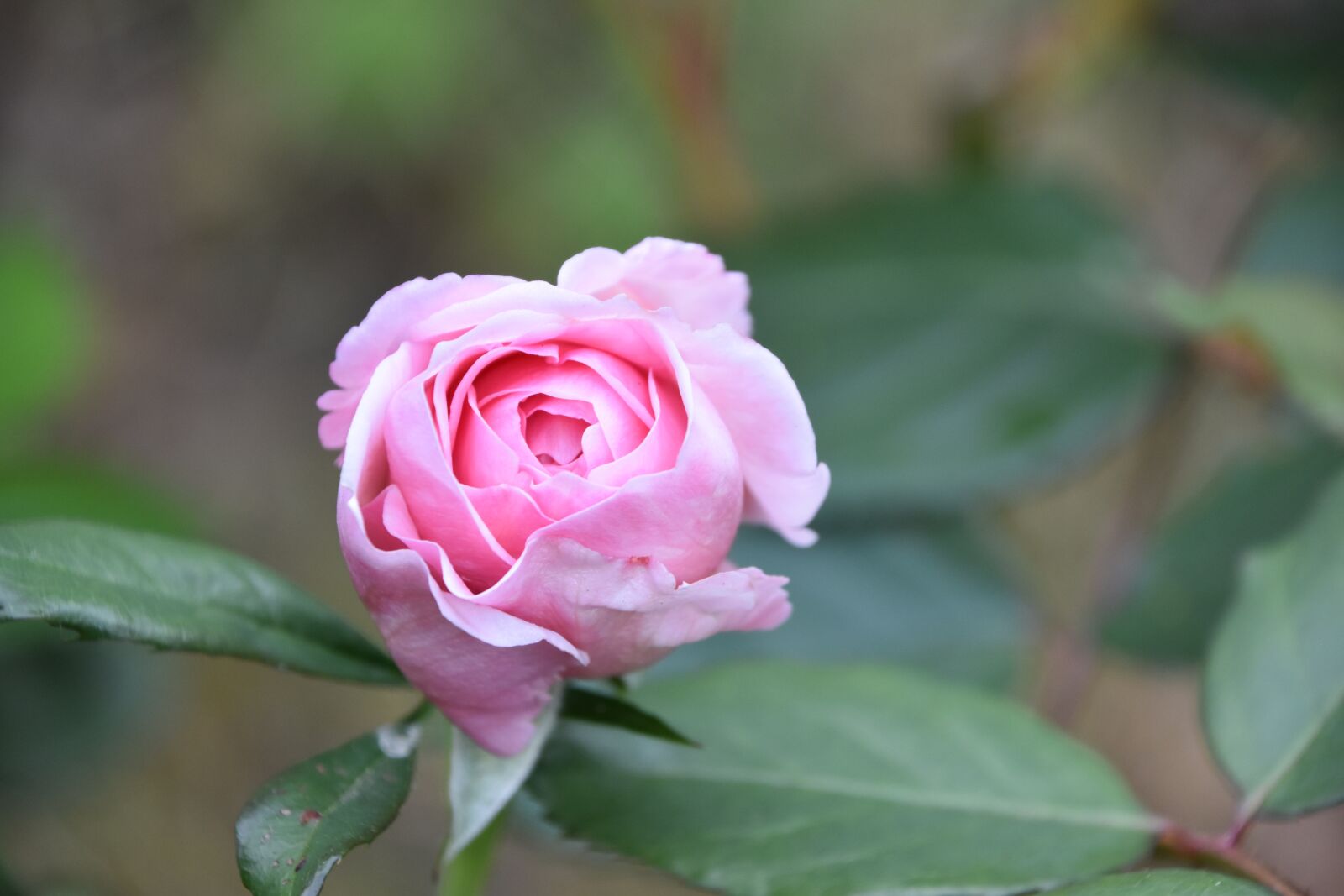 Nikon D5600 sample photo. Pink, flower, color pink photography
