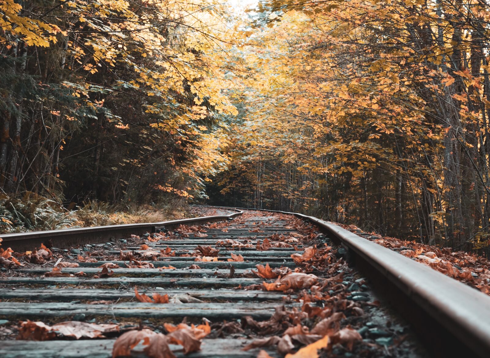 Nikon D750 sample photo. Abandoned, railway, fall photography