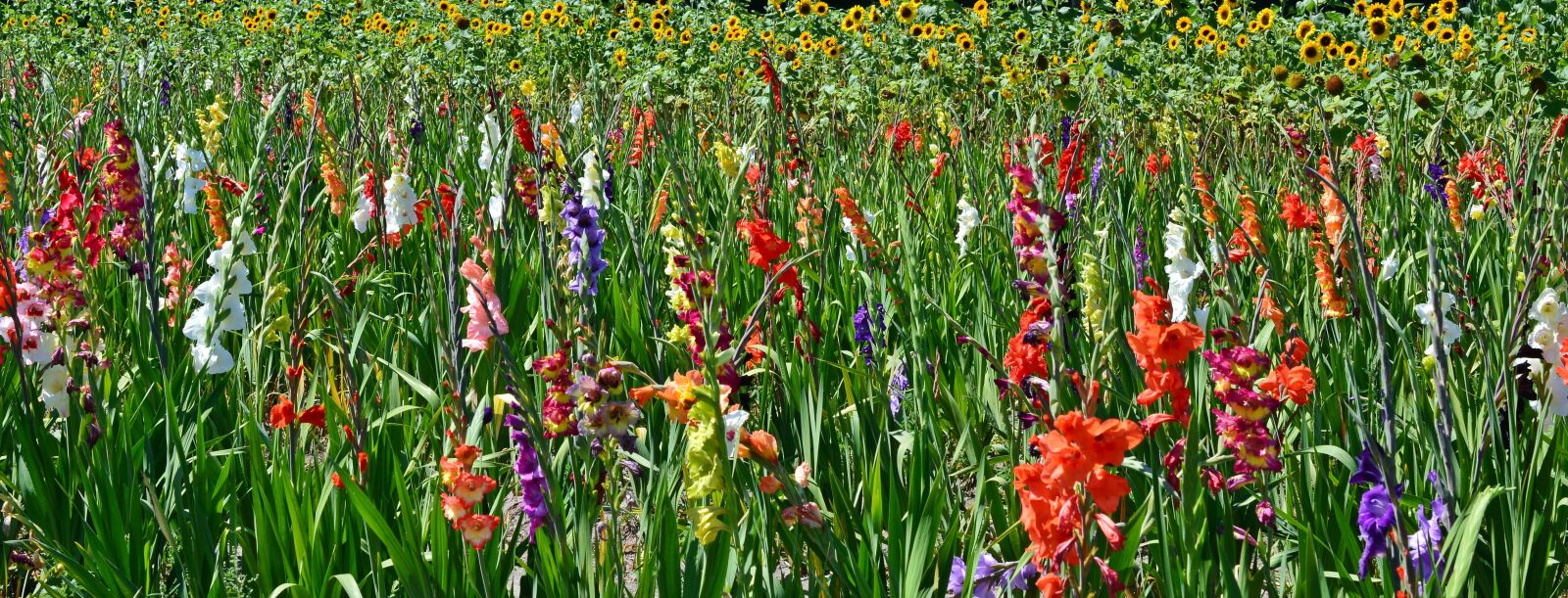 Nikon D5200 sample photo. Gladiolus, flowers, sunflower photography