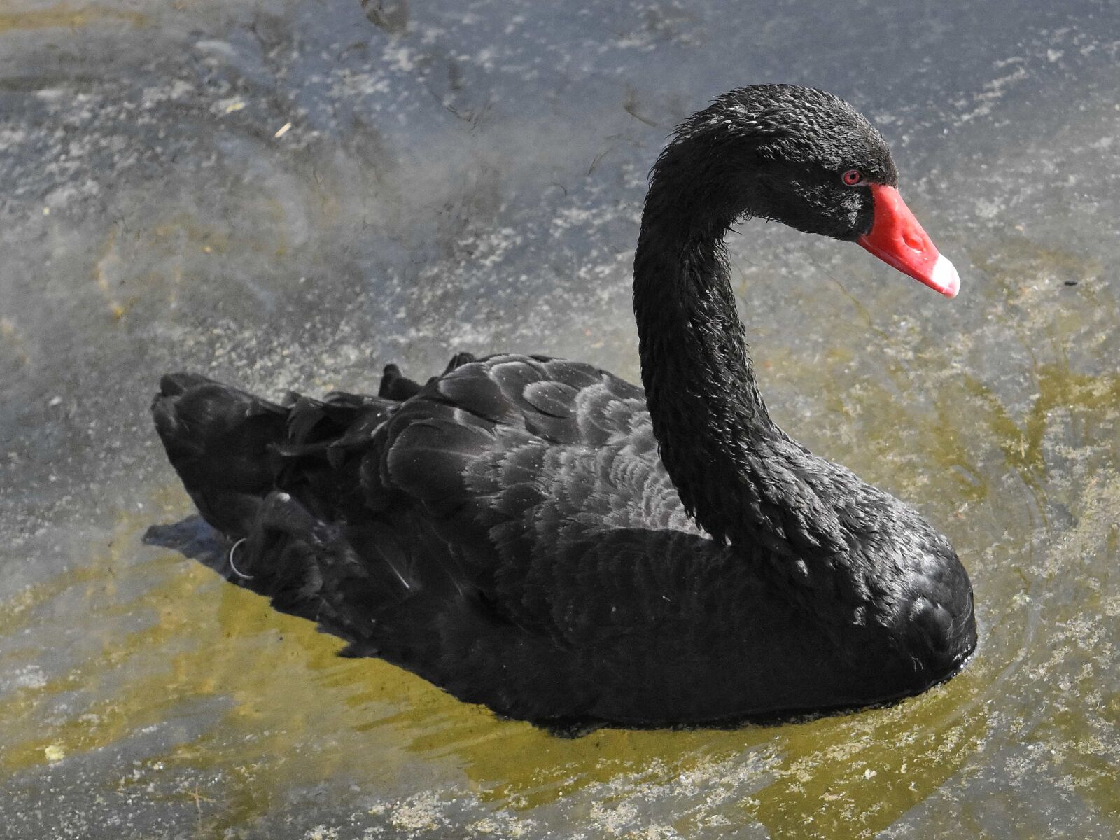 Nikon D5500 sample photo. Black, lake, swan, wildlife photography