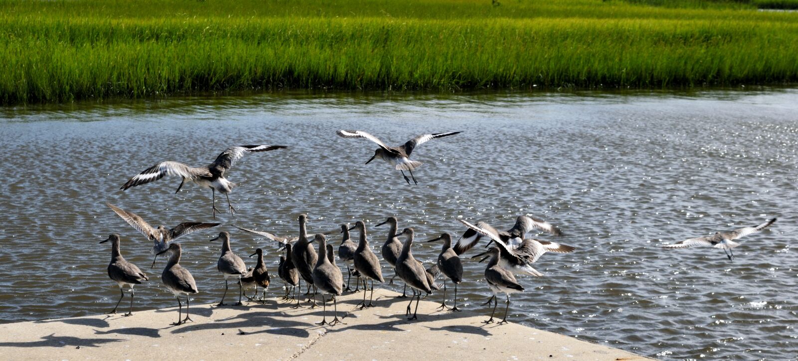 Nikon D3300 sample photo. Sandpiper, bird, wildlife photography