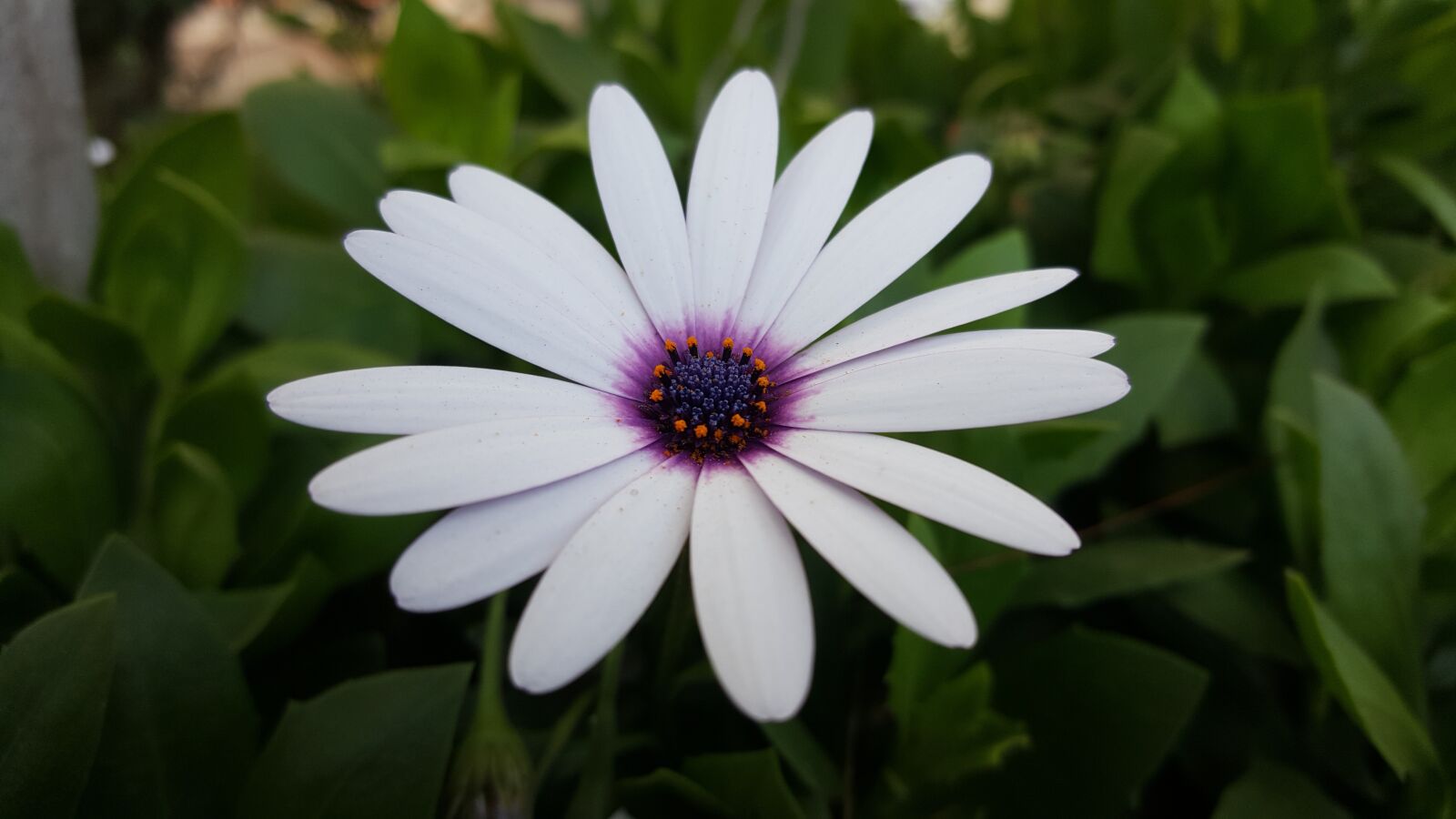 Samsung GALAXY S6 edge sample photo. Flower, plant, nature photography