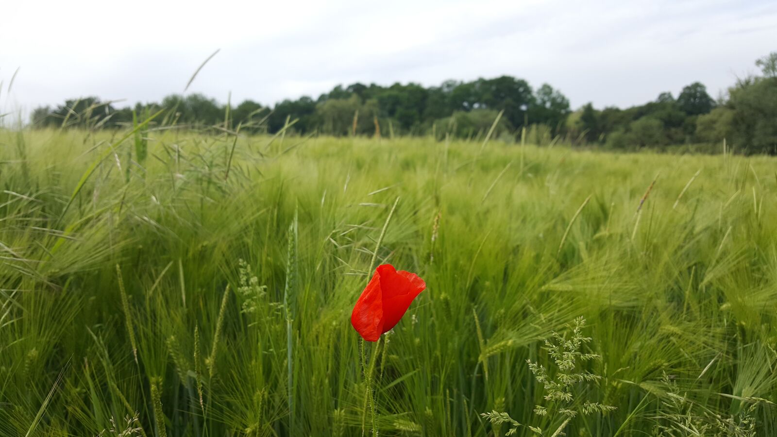 Samsung Galaxy S6 sample photo. Field, lawn, prairie photography