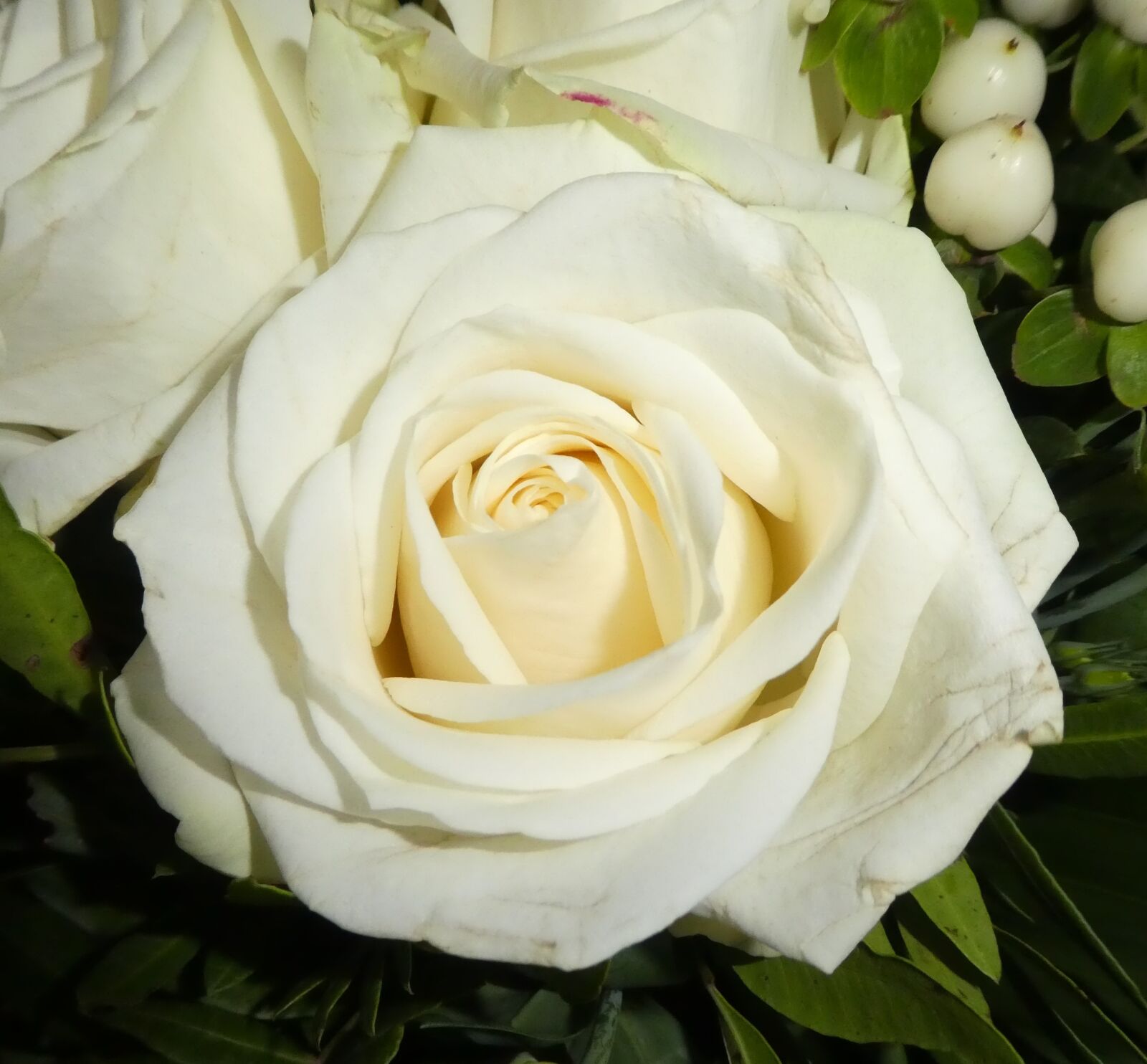Panasonic DMC-TZ81 sample photo. Rose, blossom, bloom photography