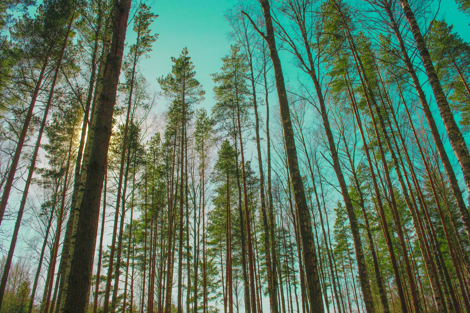 Nikon D3100 sample photo. Coniferous forest, forest, beautiful photography