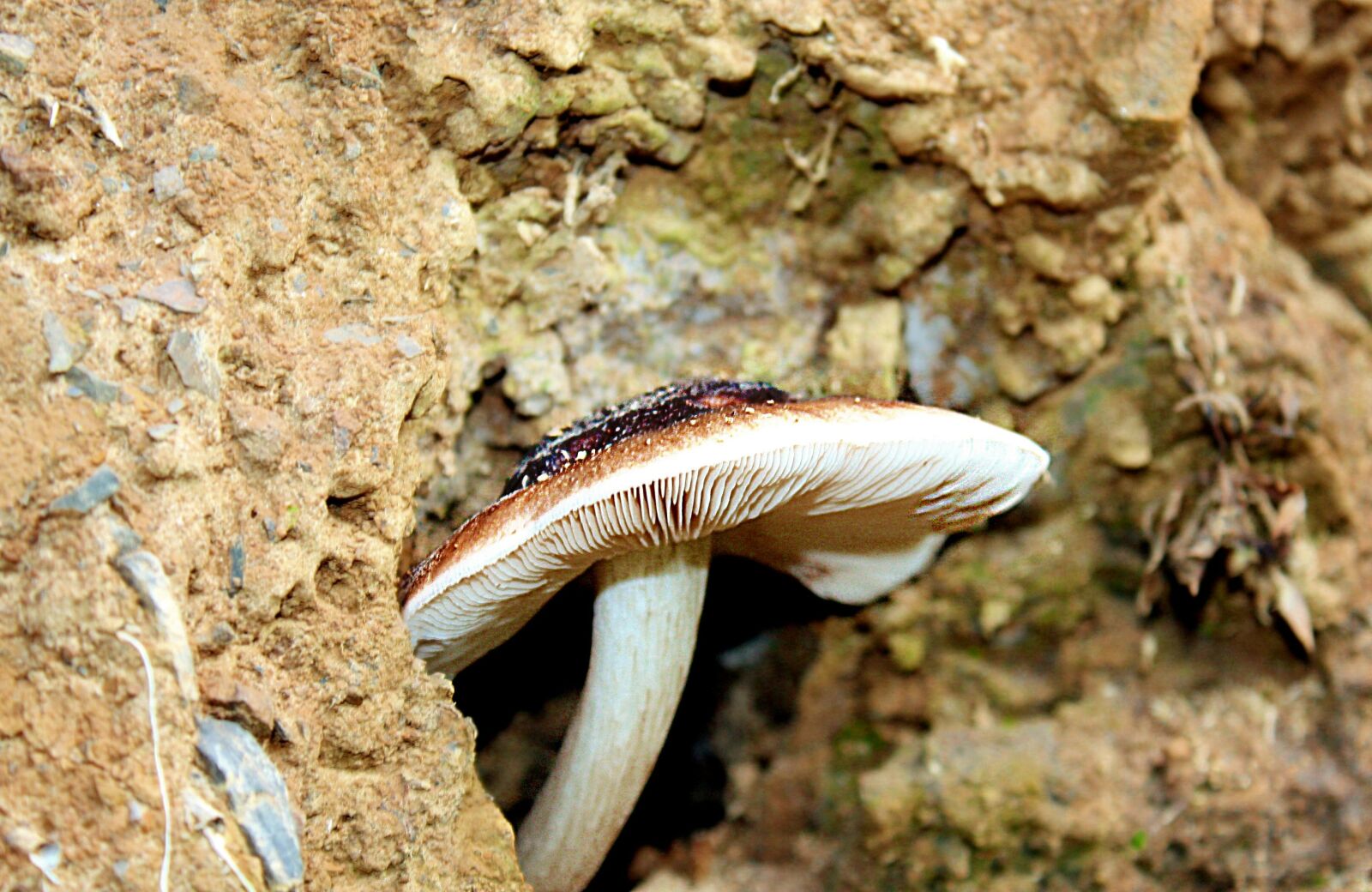 Canon EOS 450D (EOS Rebel XSi / EOS Kiss X2) sample photo. Disc fungus, mushroom, nature photography