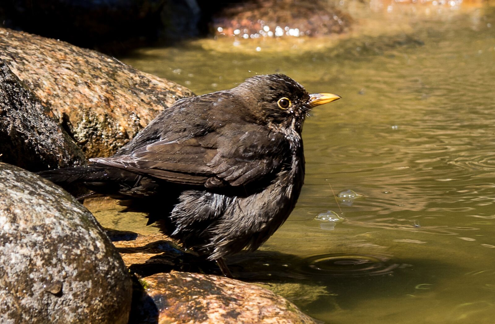 Canon EOS 80D sample photo. Blackbird, songbird, animal photography