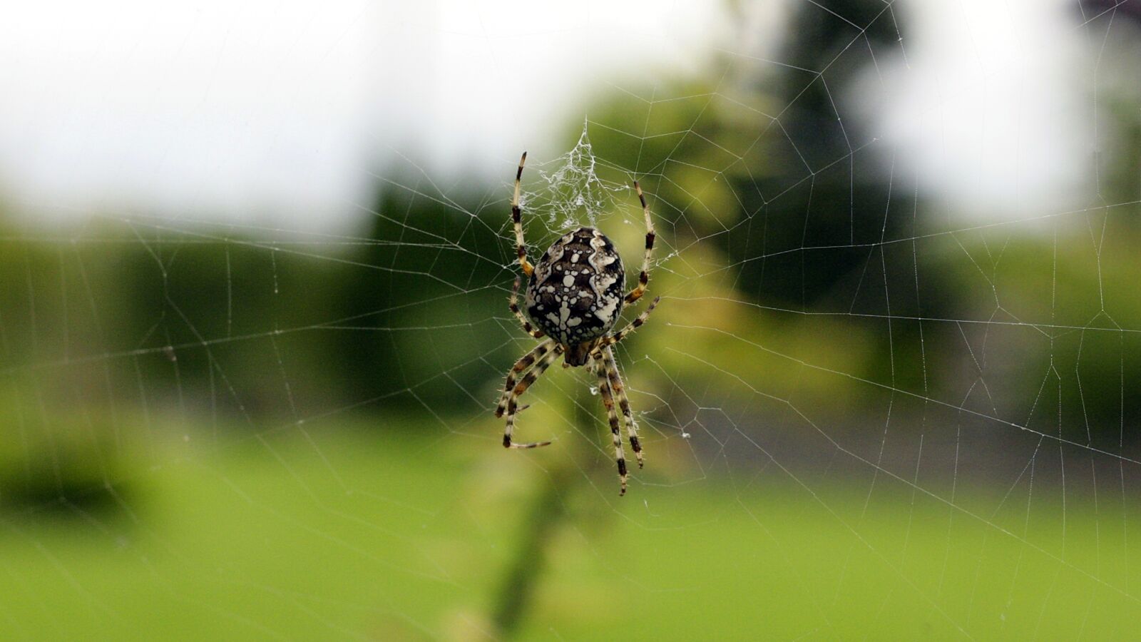 Canon EOS 40D sample photo. Cobweb, garden spider, spider photography