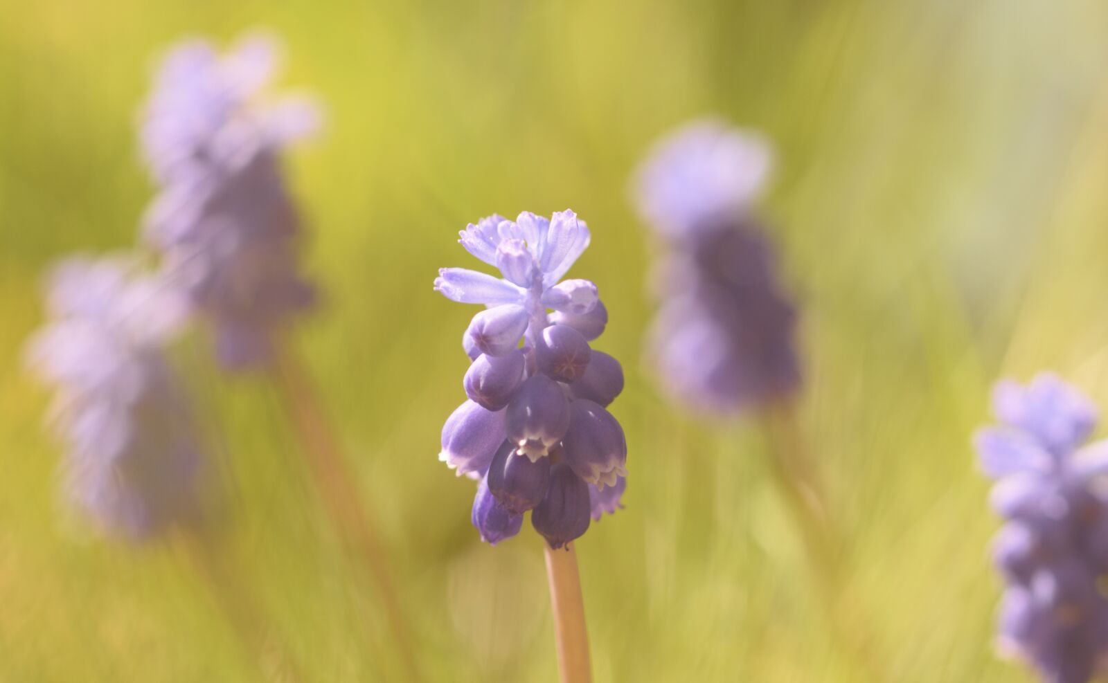Nikon D5200 sample photo. Garden, spring, muscari photography