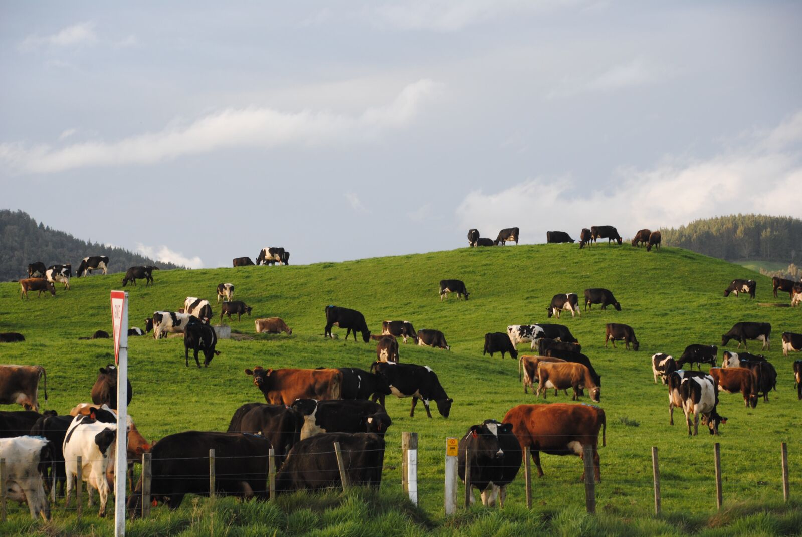 Nikon D3000 sample photo. Cows, pasture, cattle photography