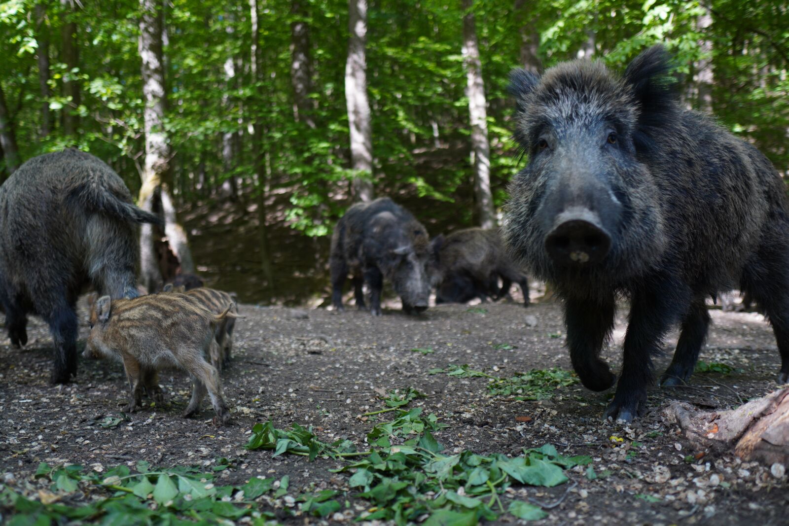 Sony a6400 + Sigma 16mm F1.4 DC DN | C sample photo. Wild boar, pig, sows photography