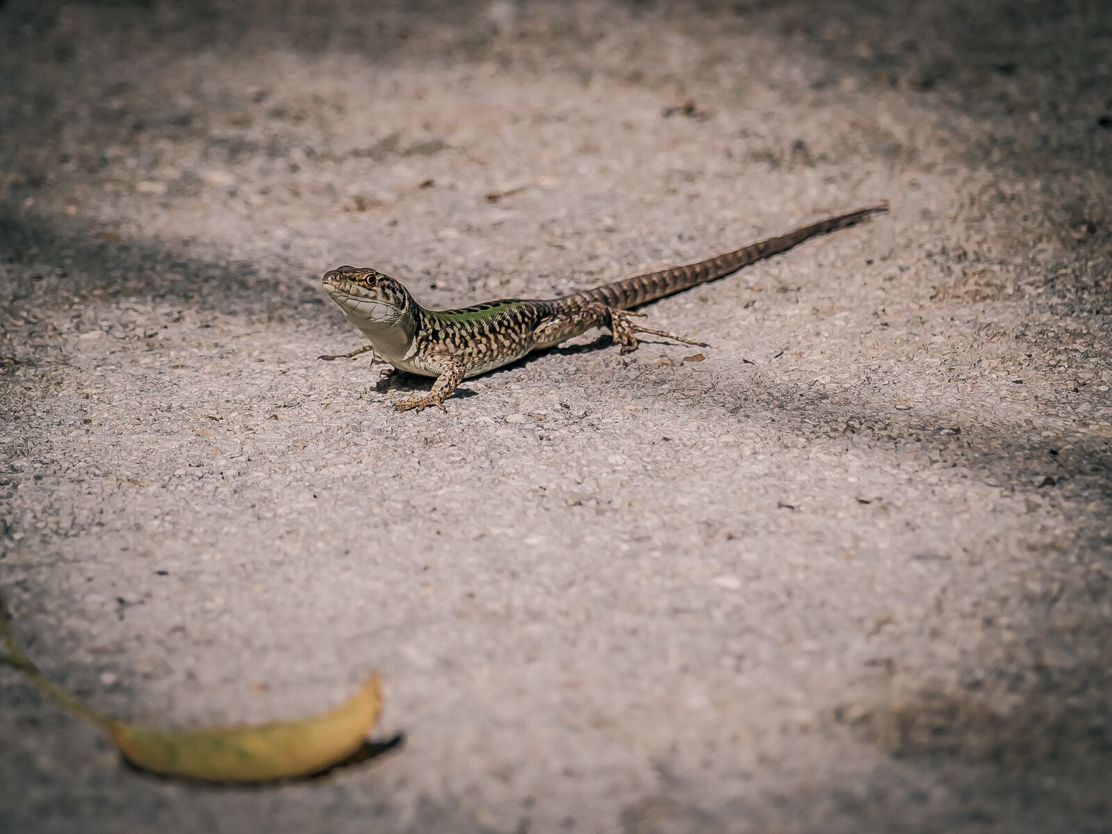 Canon EF-S 55-250mm F4-5.6 IS STM sample photo. Lizard, reptile, animal photography