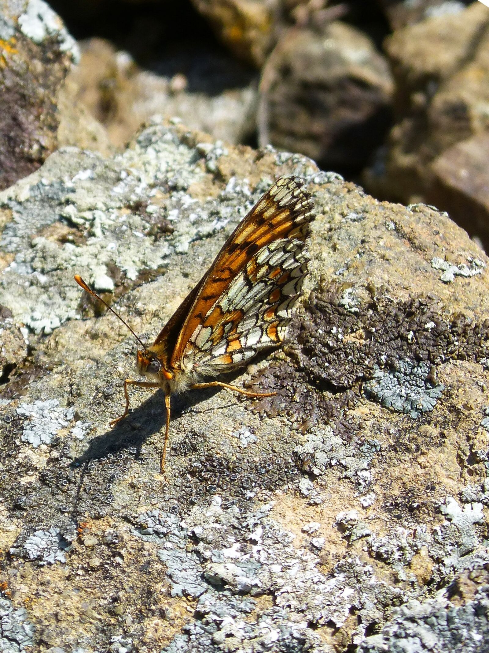 Panasonic DMC-FZ62 sample photo. Melitaea phoebe, damero knapweed photography