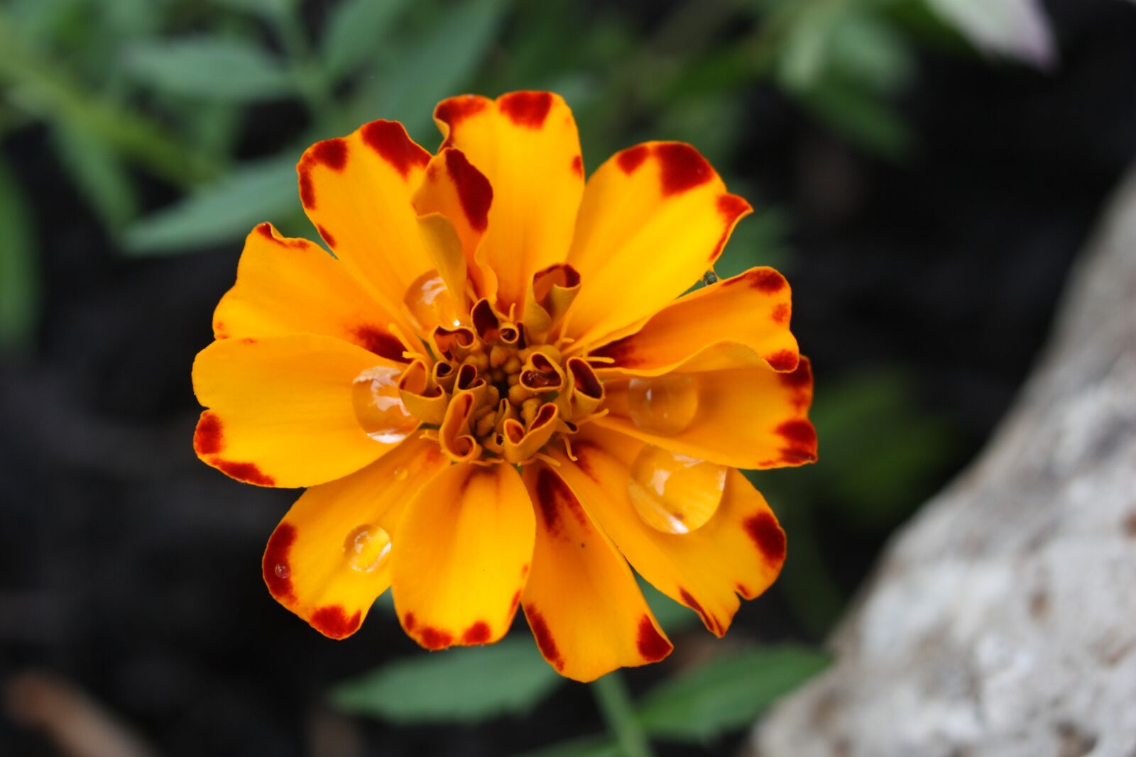 Canon EOS 450D (EOS Rebel XSi / EOS Kiss X2) sample photo. Flower, orange, nature photography