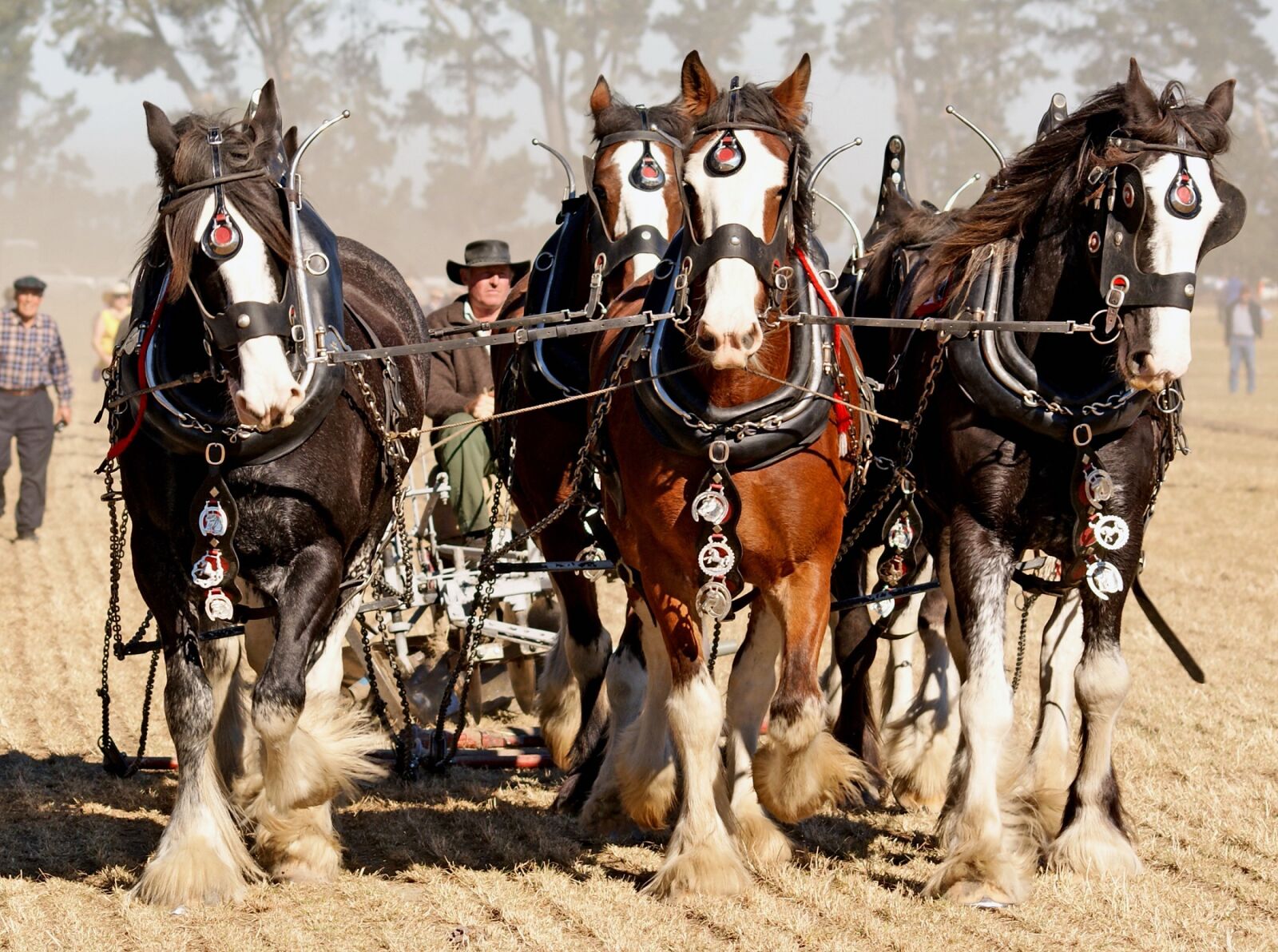 Sony Alpha DSLR-A300 sample photo. Horses, ploughing, field photography