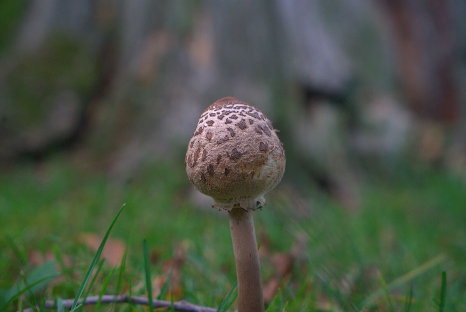 Sony a7 II + Sony Vario Tessar T* FE 24-70mm F4 ZA OSS sample photo. Mushroom, forest, autumn photography