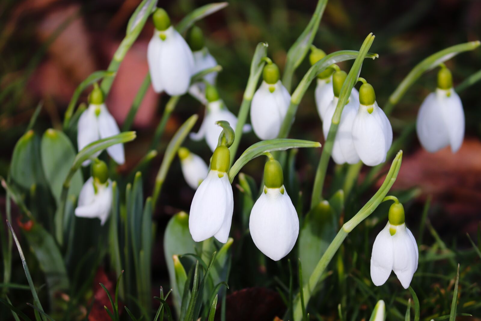 Canon EOS 200D (EOS Rebel SL2 / EOS Kiss X9) sample photo. Snowdrop, spring, signs of photography