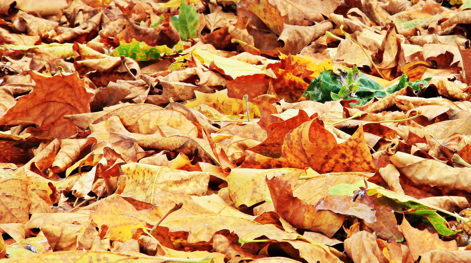 Canon EOS 550D (EOS Rebel T2i / EOS Kiss X4) sample photo. Autumn, fall leaves, leaves photography