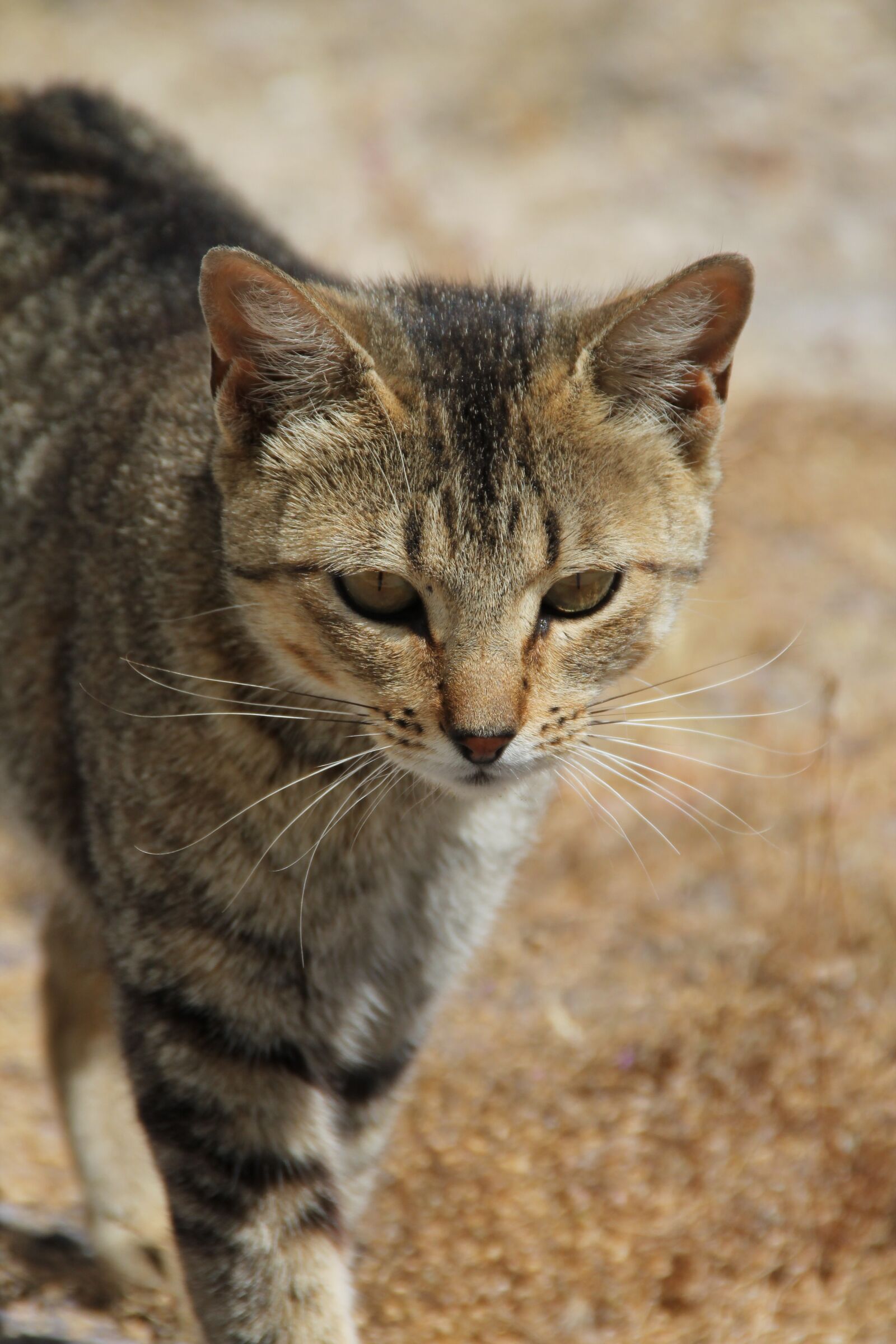 Canon EOS 1100D (EOS Rebel T3 / EOS Kiss X50) sample photo. Cat, pardo, animals photography