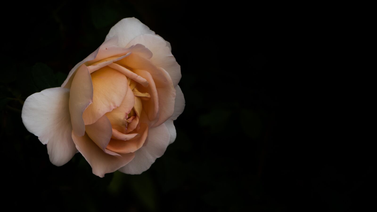 Panasonic Lumix DMC-FZ300 sample photo. Rose, flower, pink photography