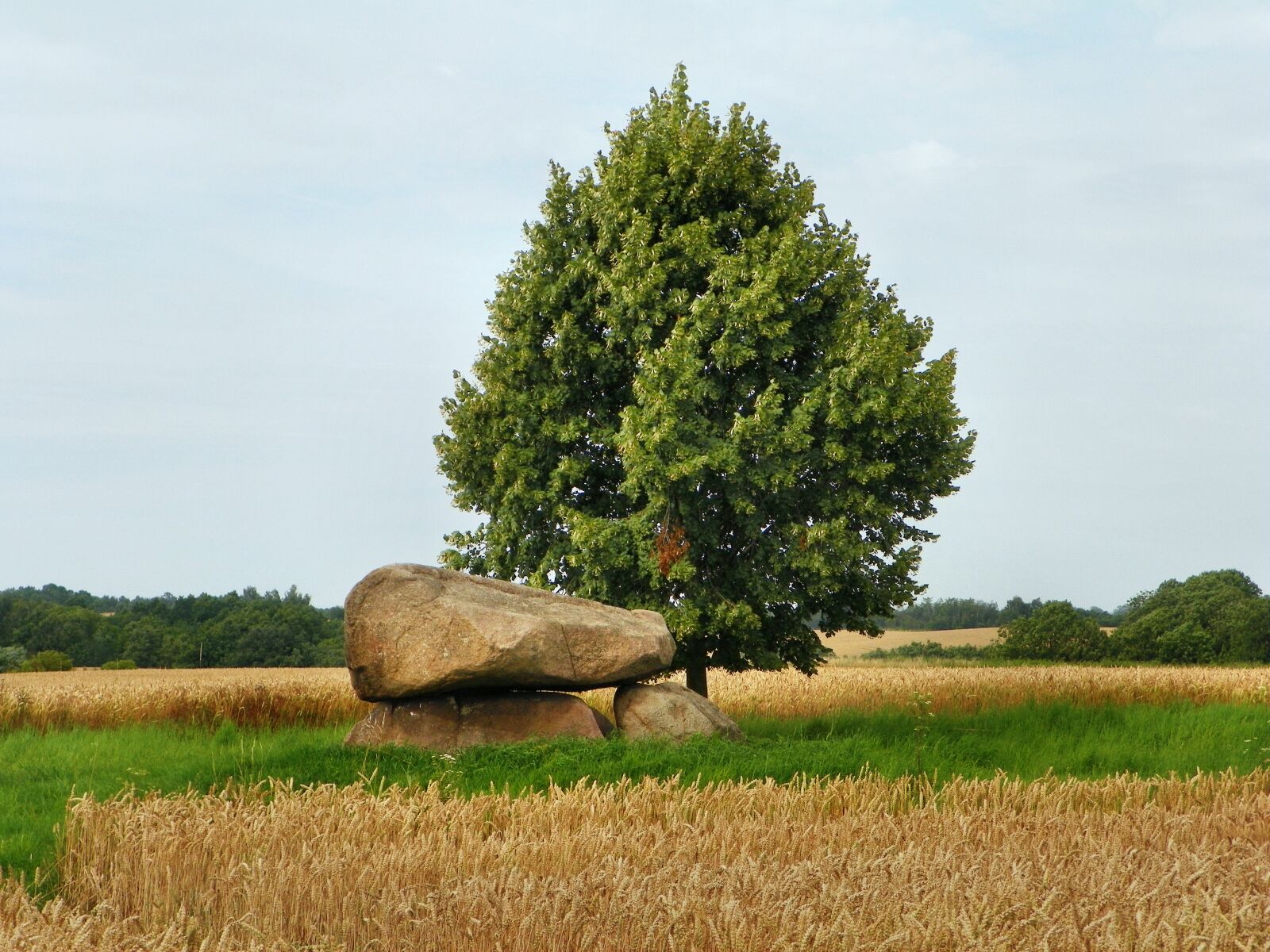 Kodak EasyShare Z981 sample photo. Field, landscape, agriculture photography