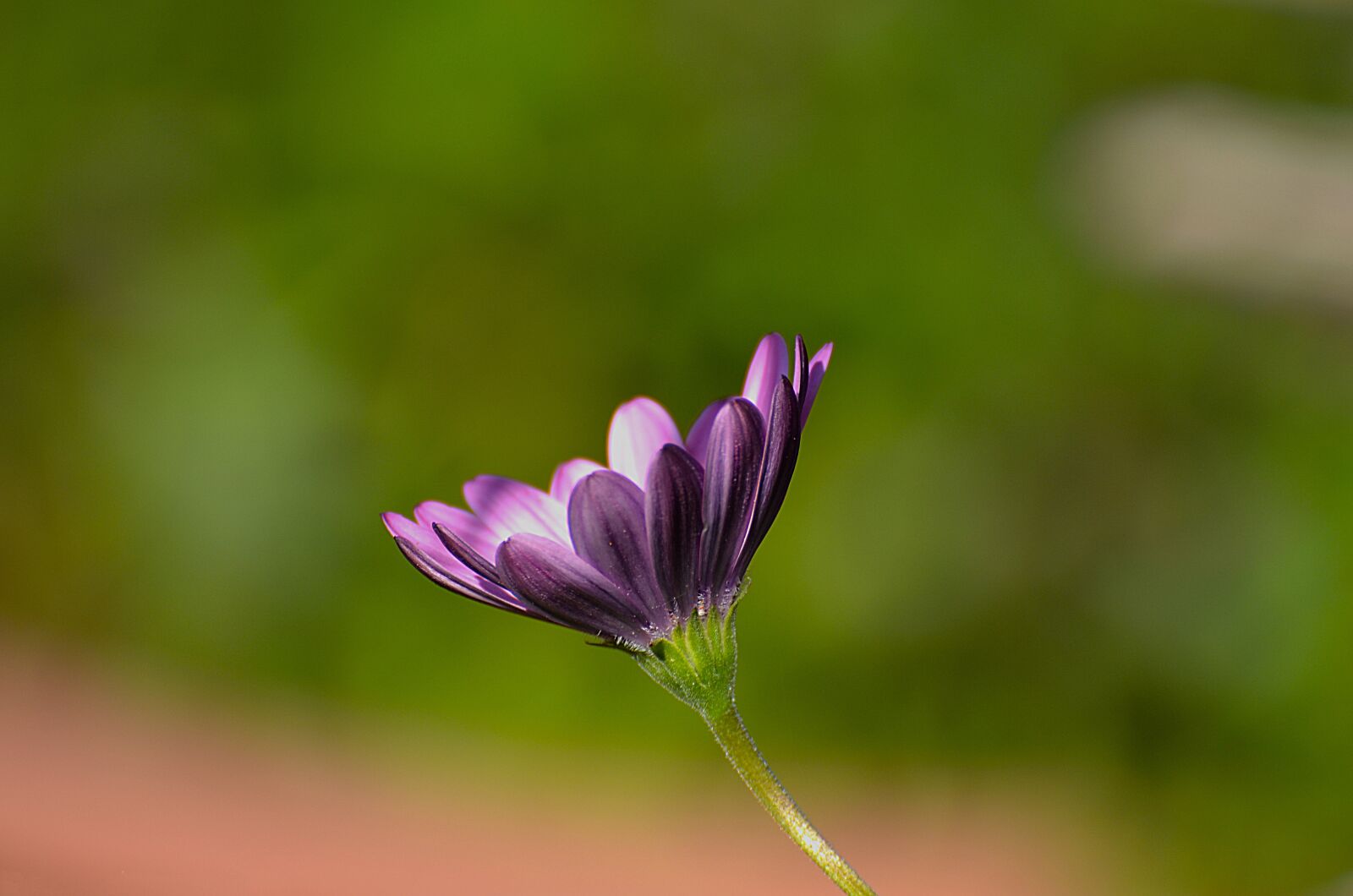Nikon D7000 sample photo. Nature, flower, flora photography