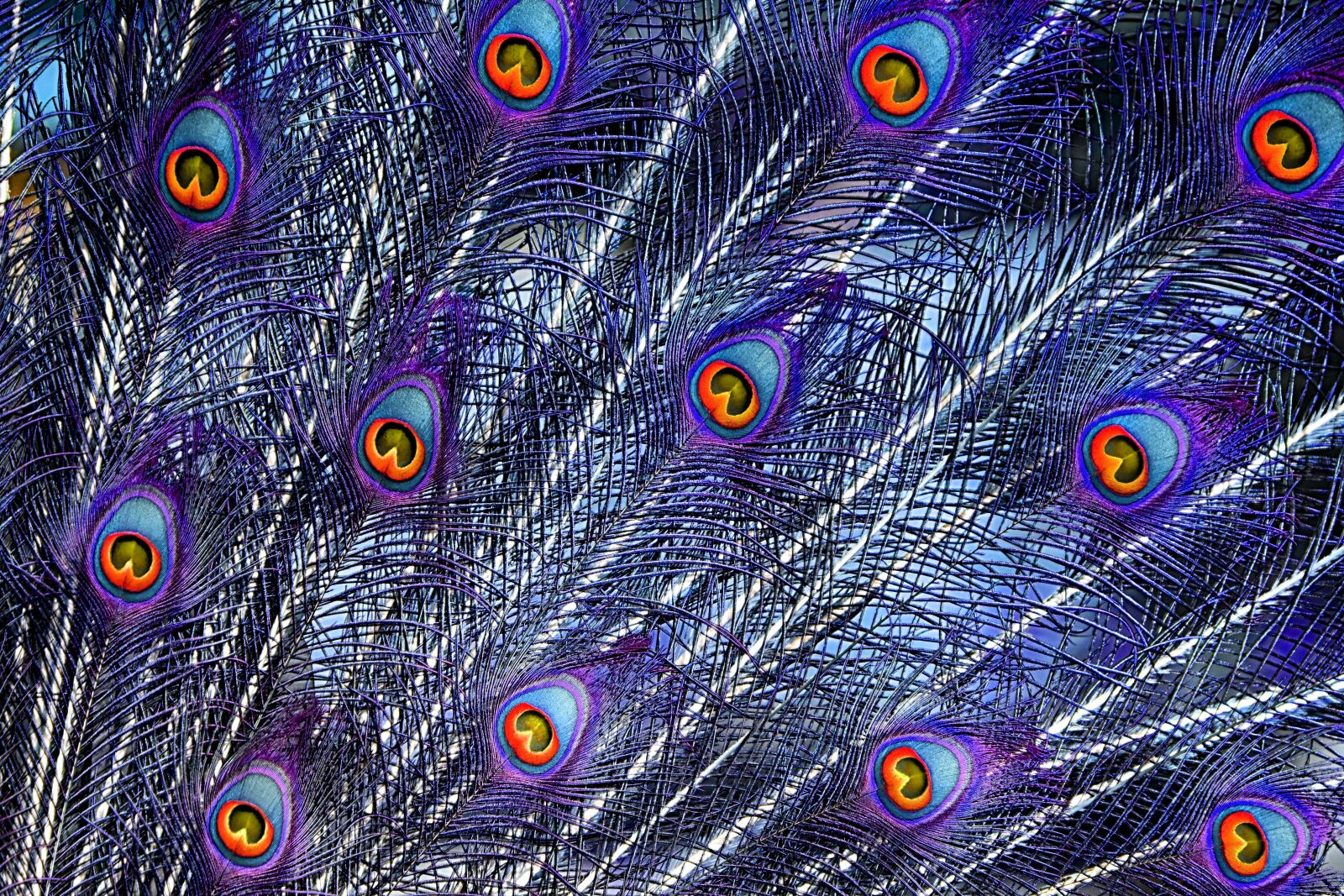 Nikon D7200 sample photo. Peacock feathers, color, plumage photography