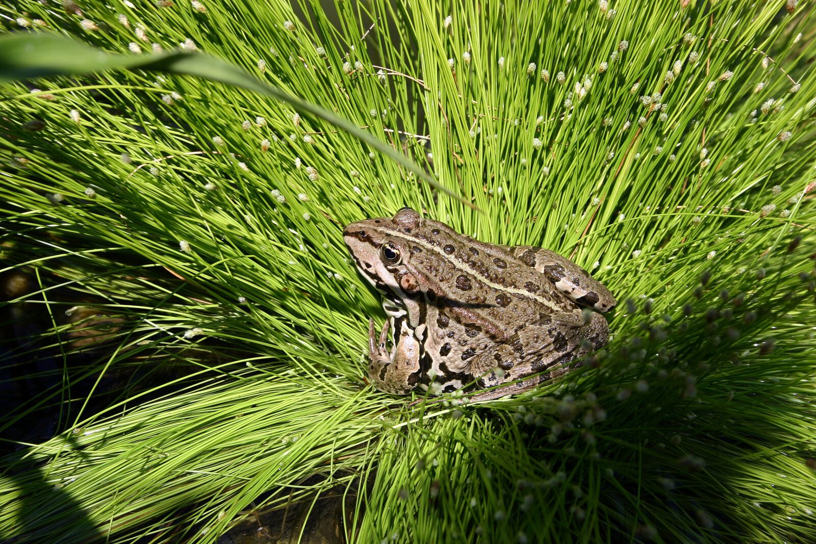 Canon EOS 300D (EOS Digital Rebel / EOS Kiss Digital) sample photo. Frog, pond, animal photography