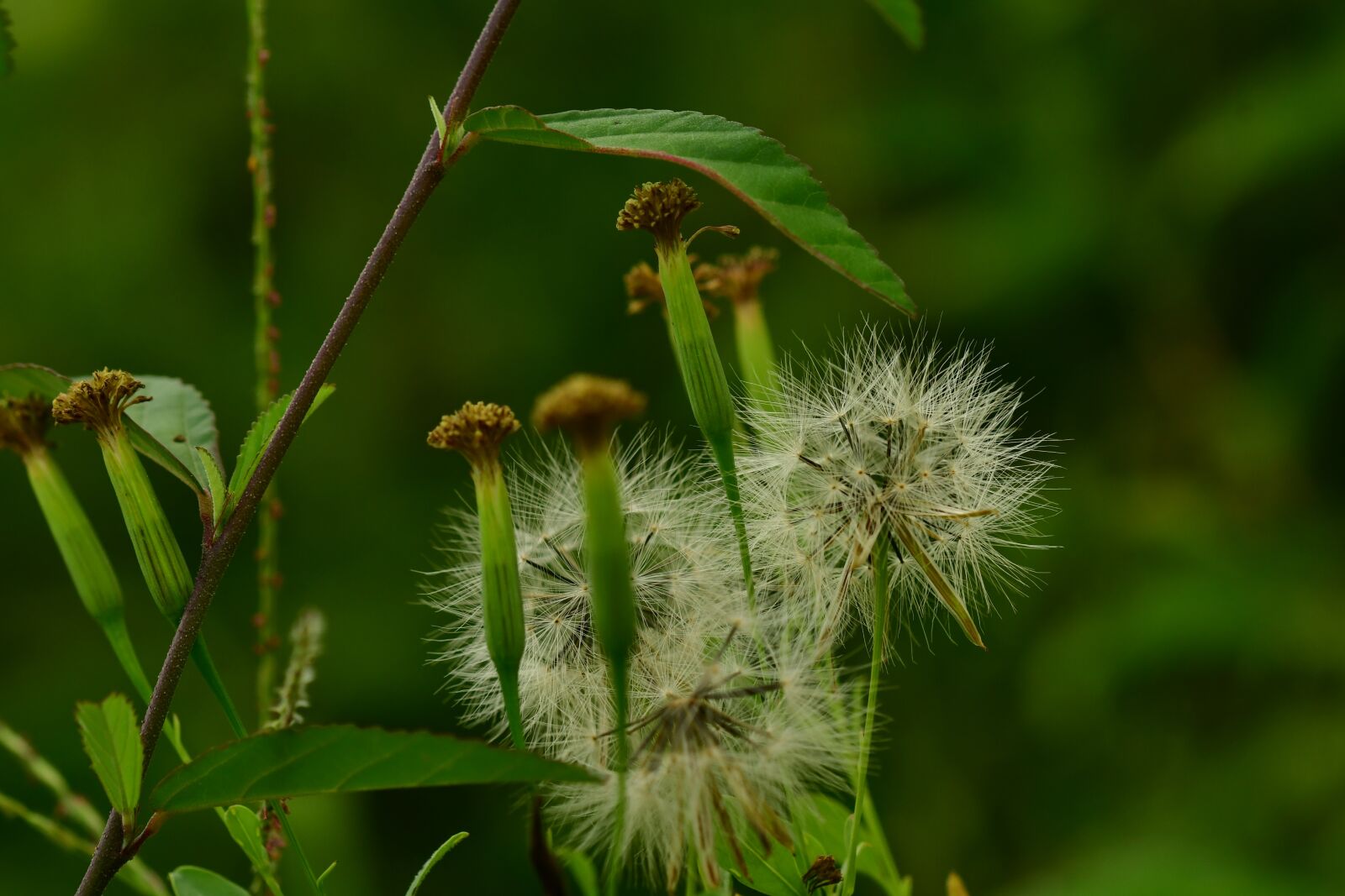 Nikon D500 sample photo. Seeds, flying seeds, dandelion photography