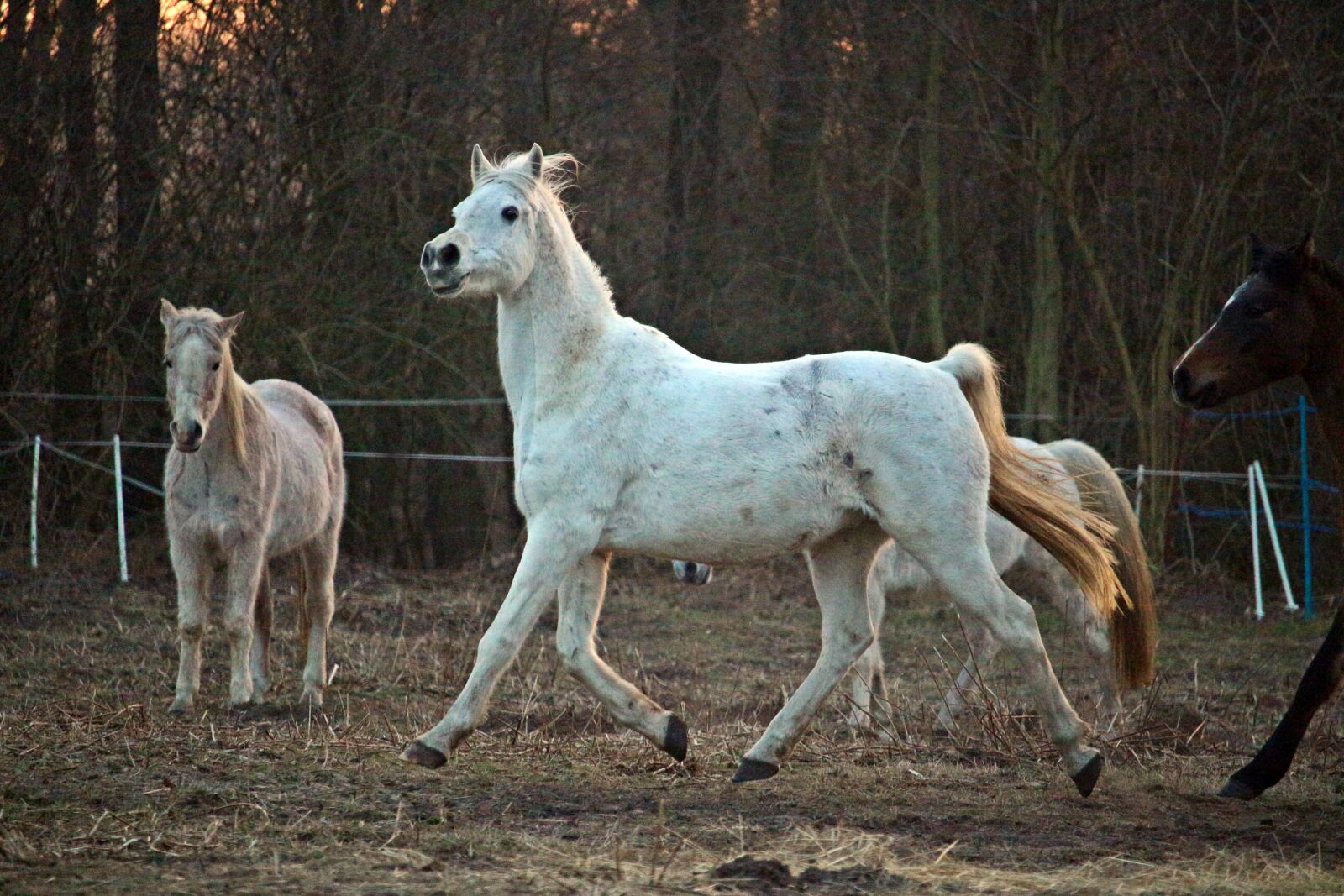 Canon EOS 100D (EOS Rebel SL1 / EOS Kiss X7) sample photo. Horse, mold, evening light photography